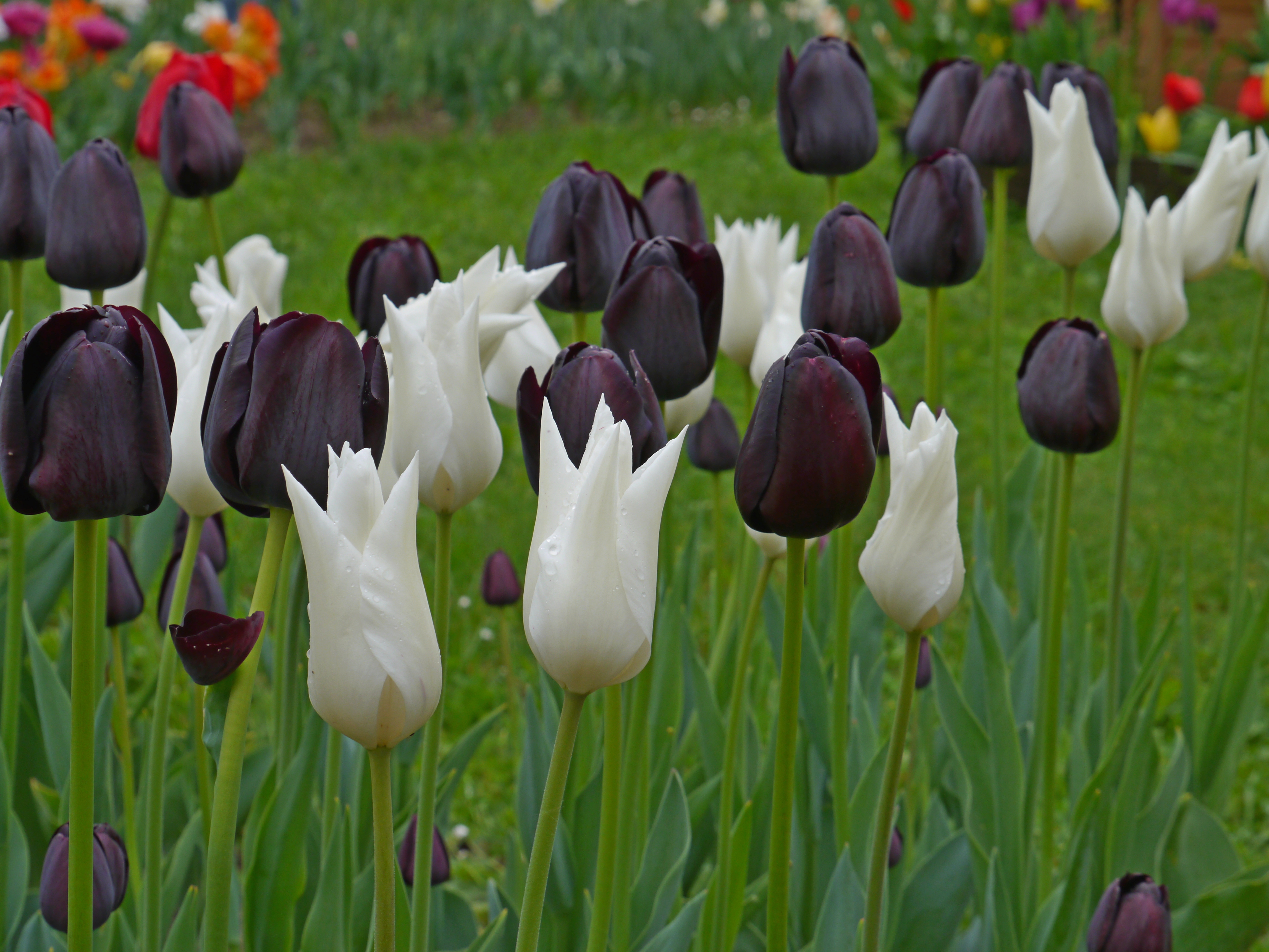Tulpen Mischung Black and White