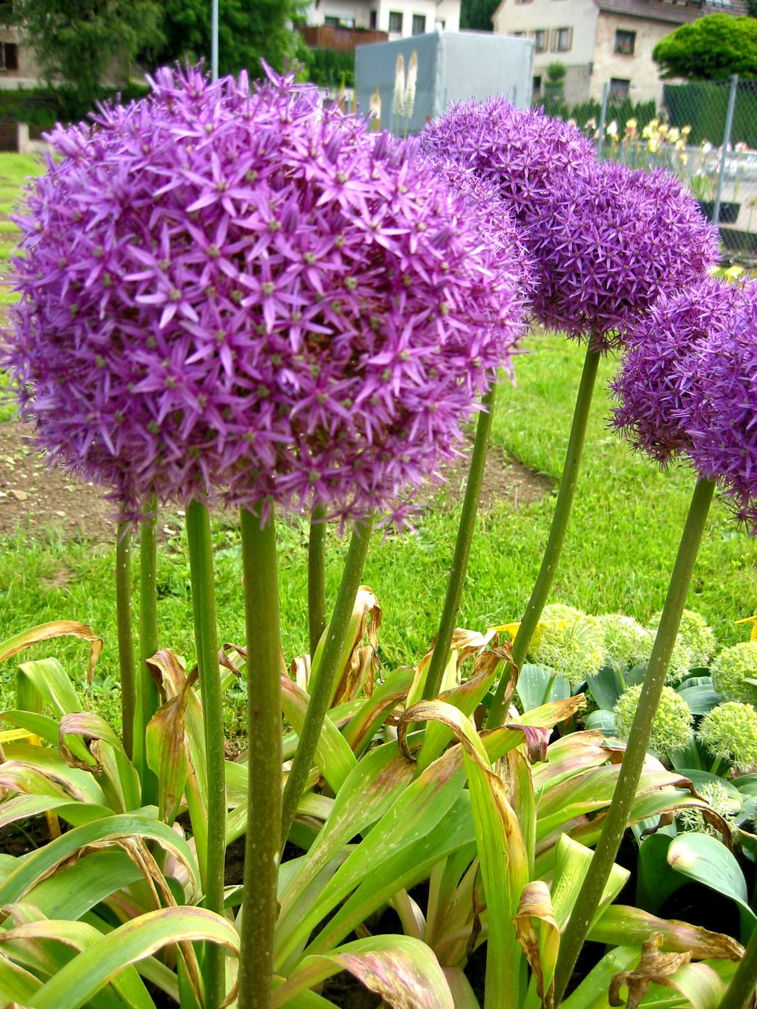 245212_Allium Globemaster_1 Nahaufnahme von lila Allium-Kugeln (Zierlauch) mit langen Stielen und grünen Blättern im Garten