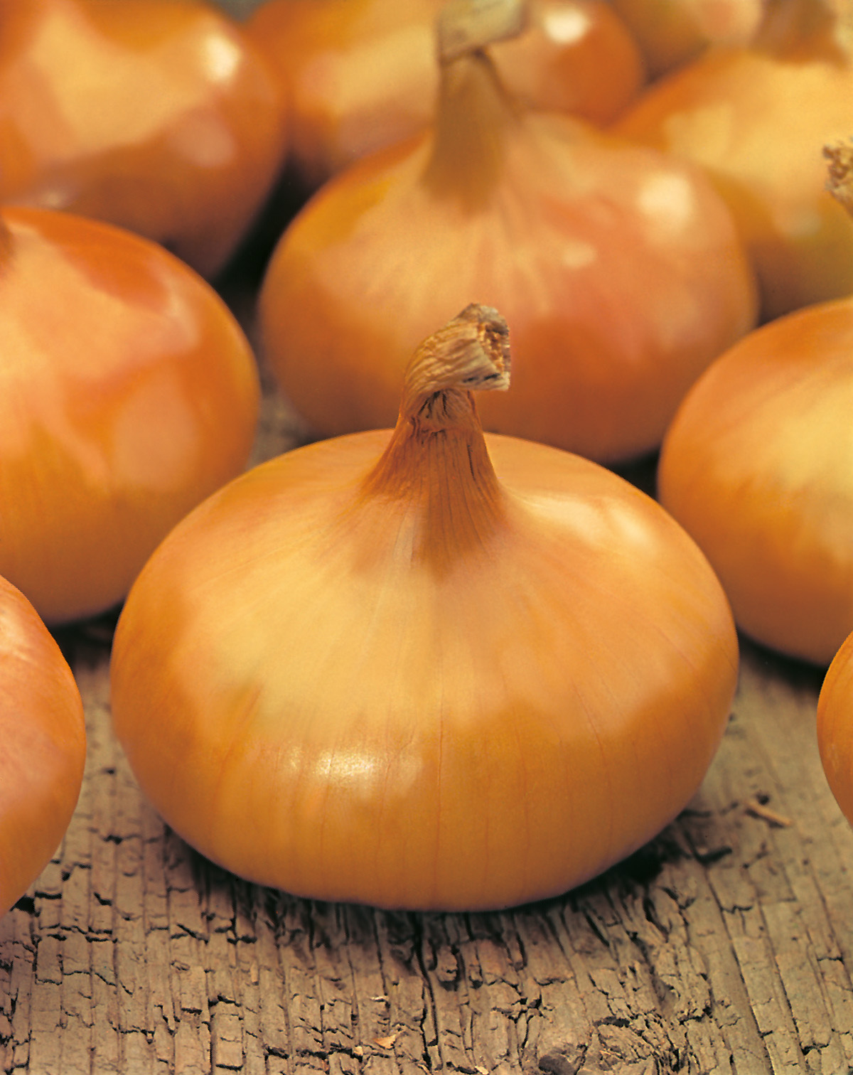 Zwiebelsamen Stuttgarter Riesen