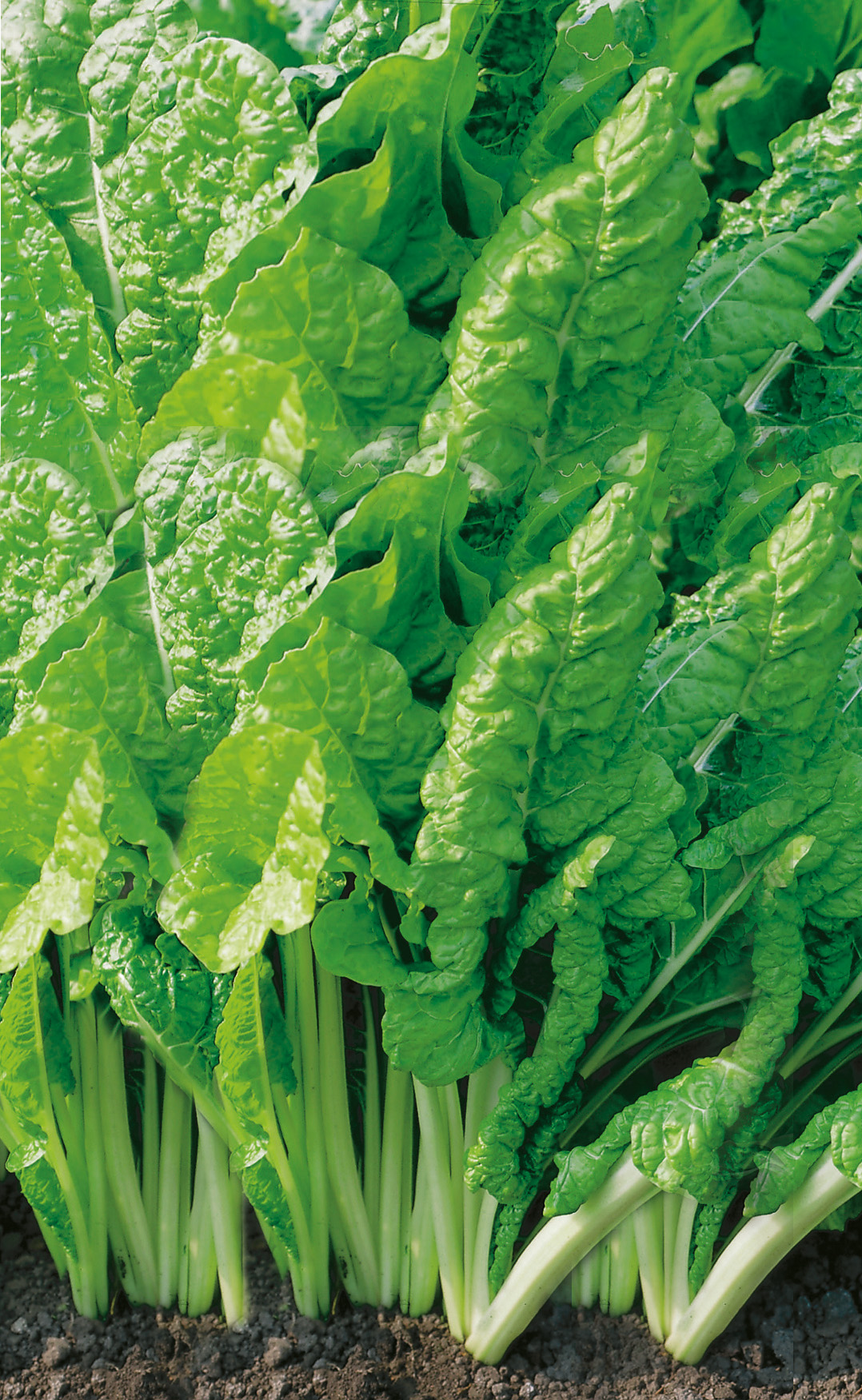 Mangold Lukullus, gelber