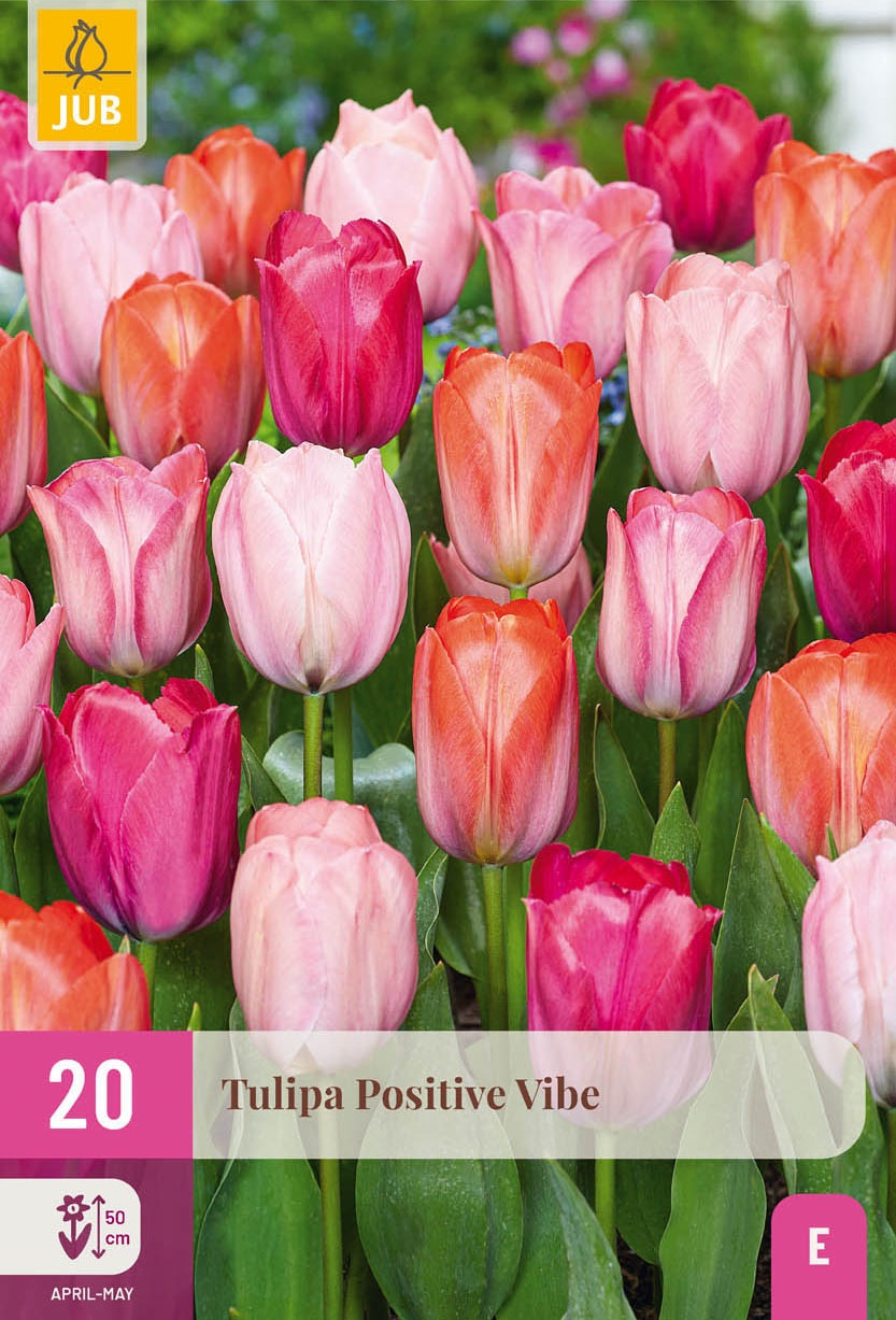 Tulpen-Mischung Positive Vibe