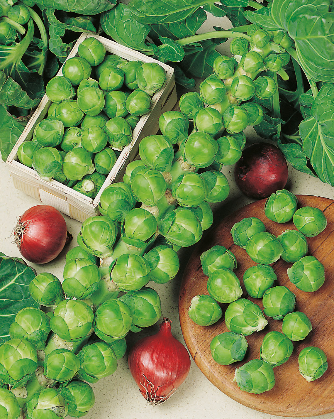 Rosenkohl Hilds Ideal