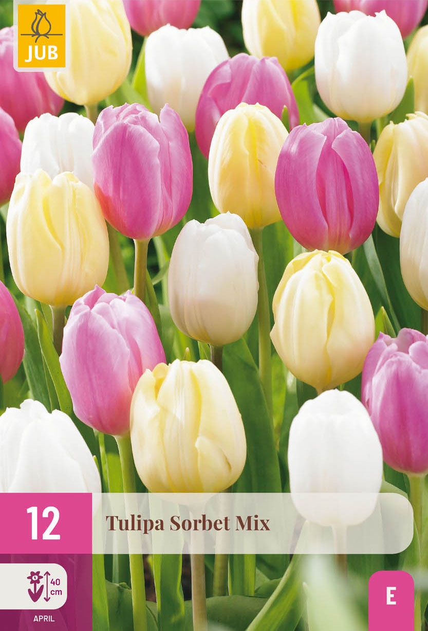 Tulpen Mischung Sorbet Mix