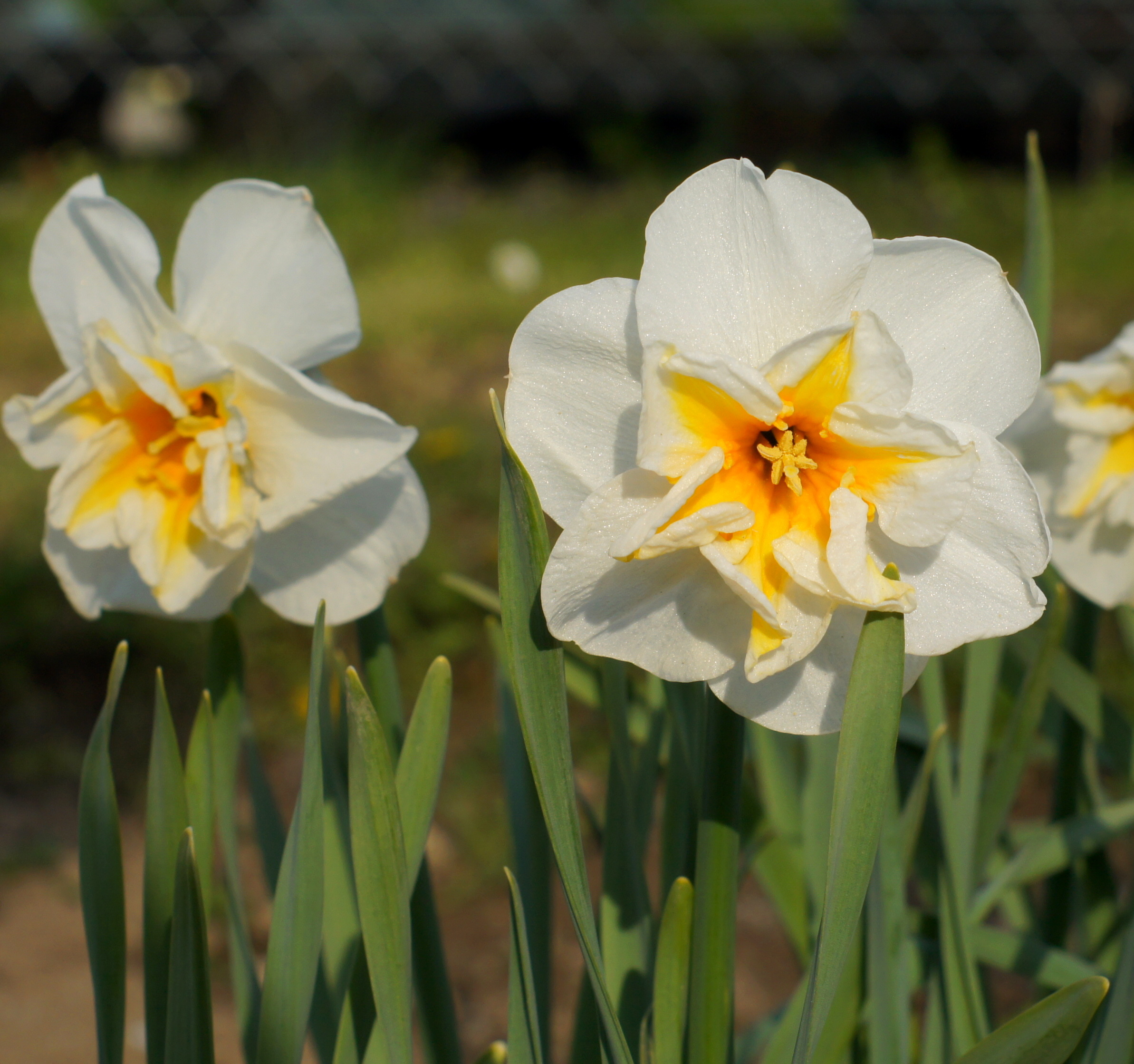 Nahaufnahme weißer Narzissen (Osterglocken) mit gelb-orangem Kelchzentrum und grünen Blättern, Gartenaufnahme bei Tageslicht