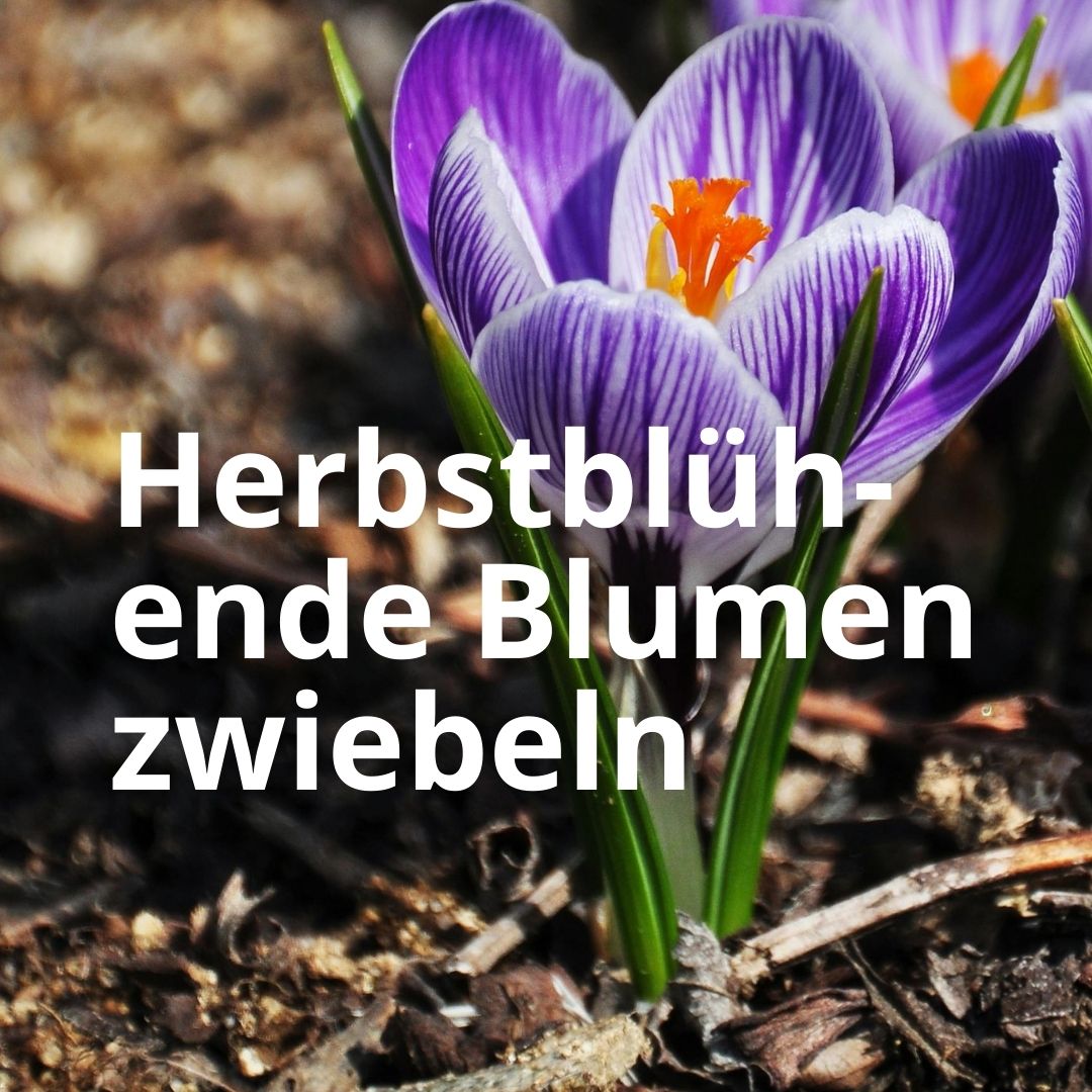 Herbstblühende Blumenzwiebeln 