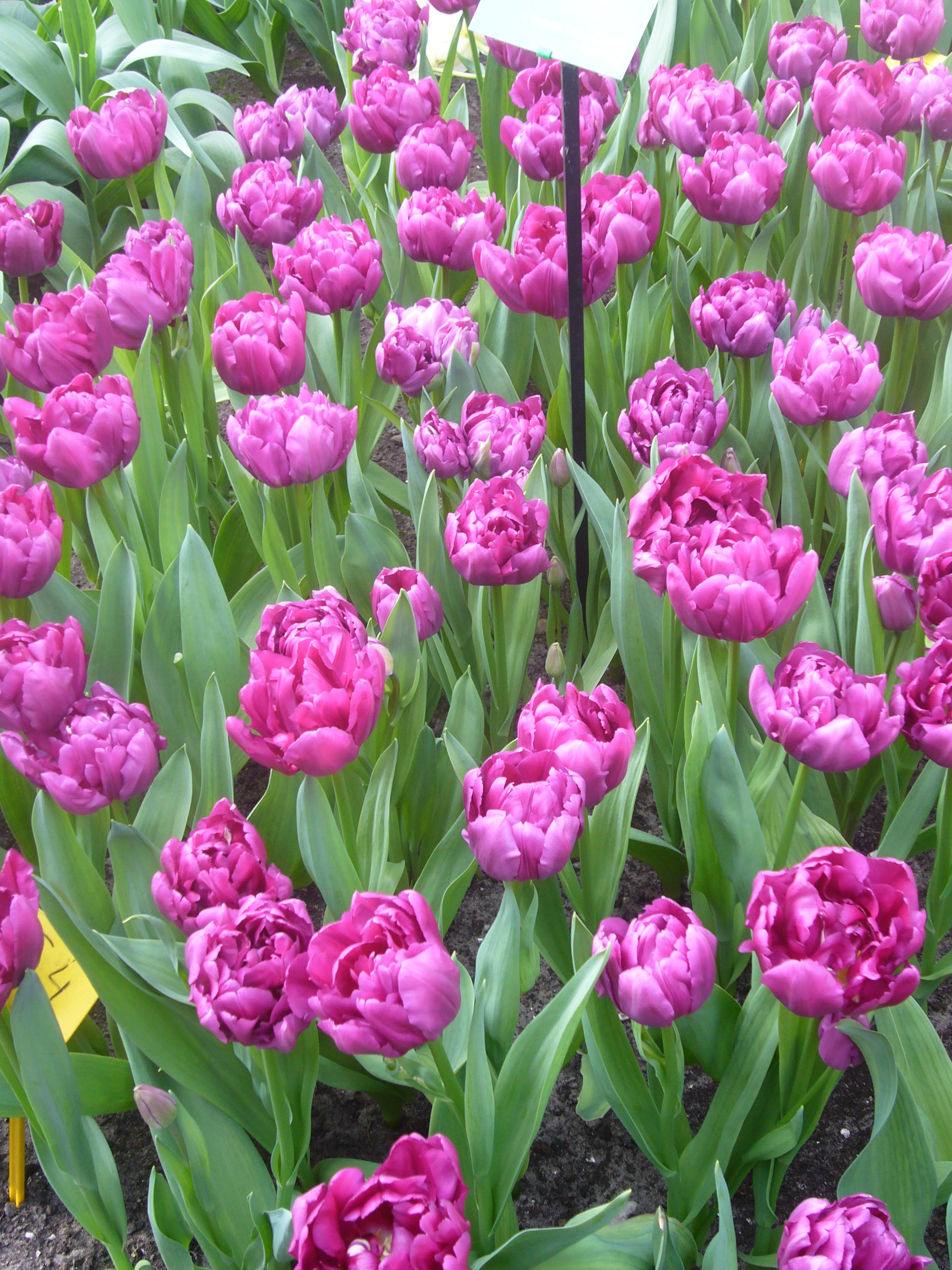 222402_Gef. späte Tulpen Royal Acres_1 Mehrere violette, gefüllte Tulpen in einem Blumenbeet, Nahaufnahme der Blüten sowie der grünen Blätter und Erde