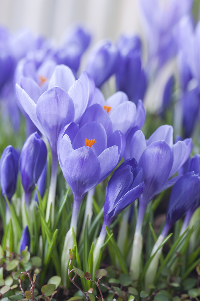 Nahaufnahme violetter Krokusblüten mit leuchtend orangefarbenen Narben, frischem grünem Laub und geschlossenen Knospen, Frühlingsmotiv