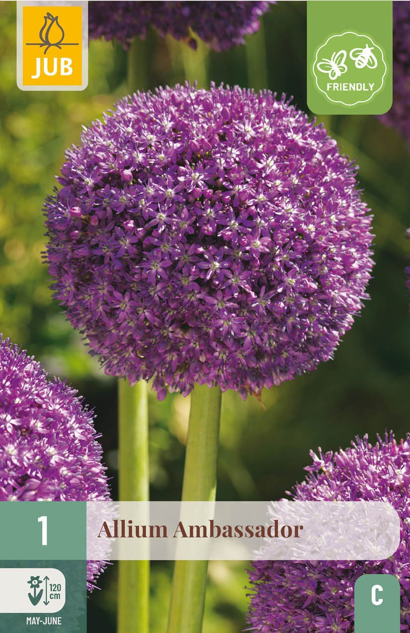 Allium Ambassador