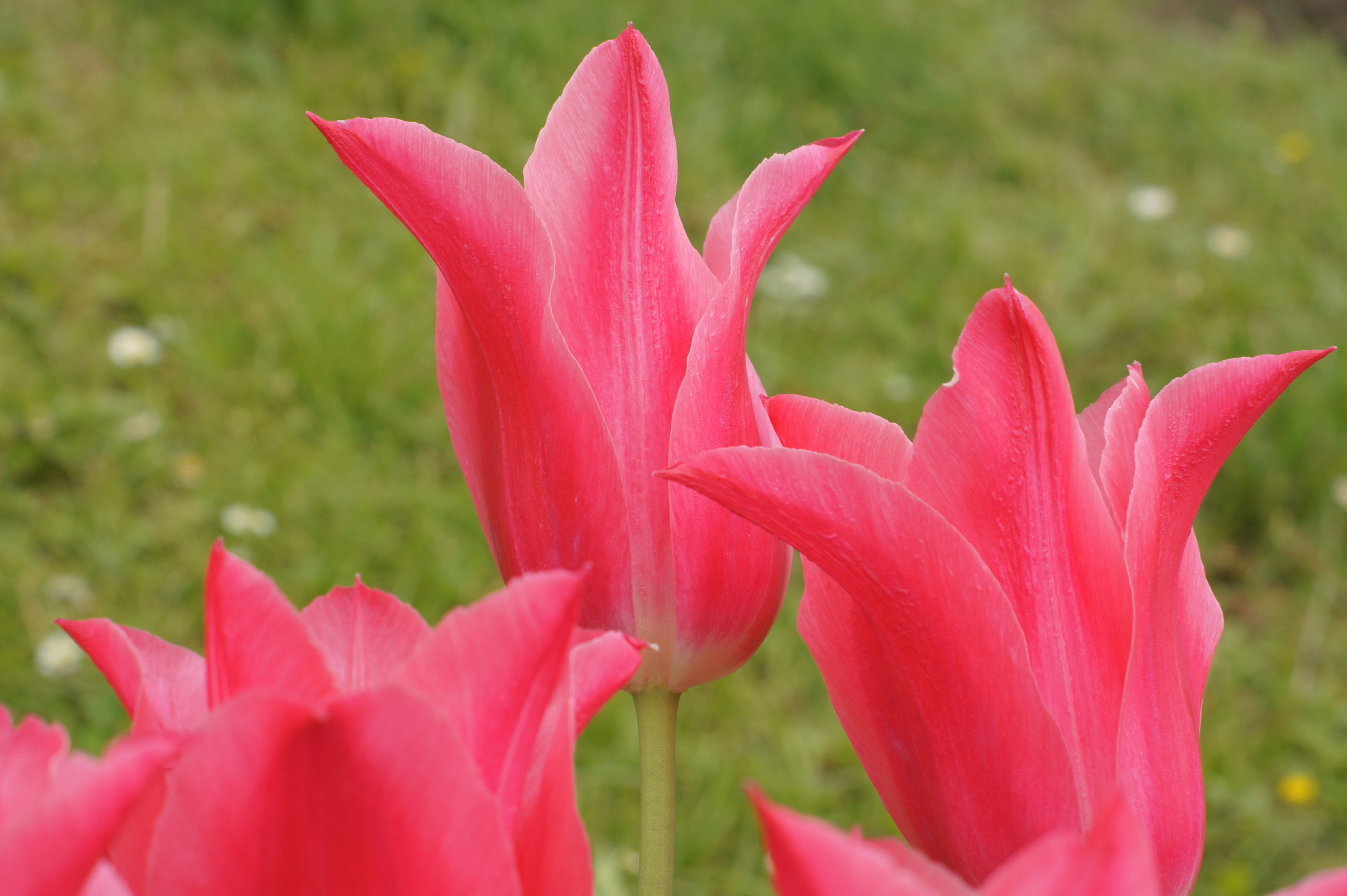 227352_Lilienblütige Tulpen Mariette Nahaufnahme mehrerer rosa Tulpen mit geöffneten Blütenblättern vor unscharfem grünen Hintergrund