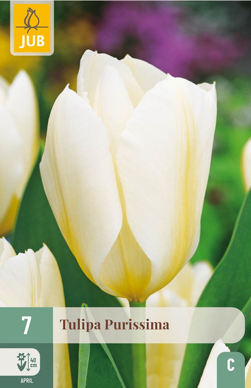 Fosteriana-Tulpen Purissima, Weißer Kaiser