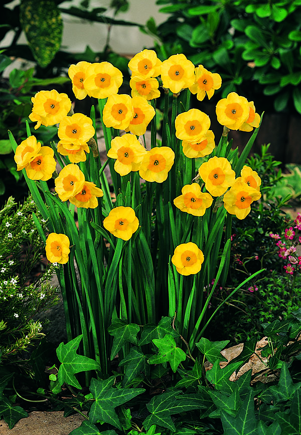245261_vima02506_Narcissus_Sun_Disc_VP Nahaufnahme gelber Narzissen (Osterglocken) im Gartenbeet mit grünen Blättern und Efeu