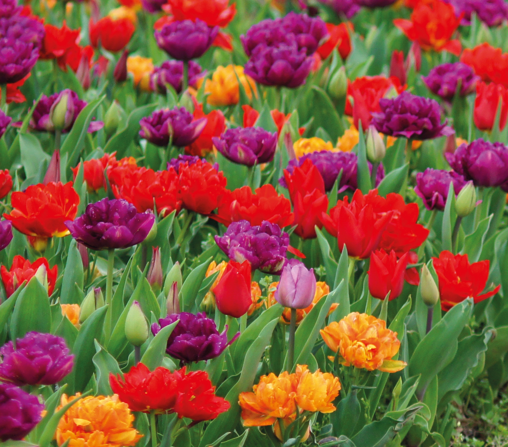 Tulpen Mischung Oriental Flair