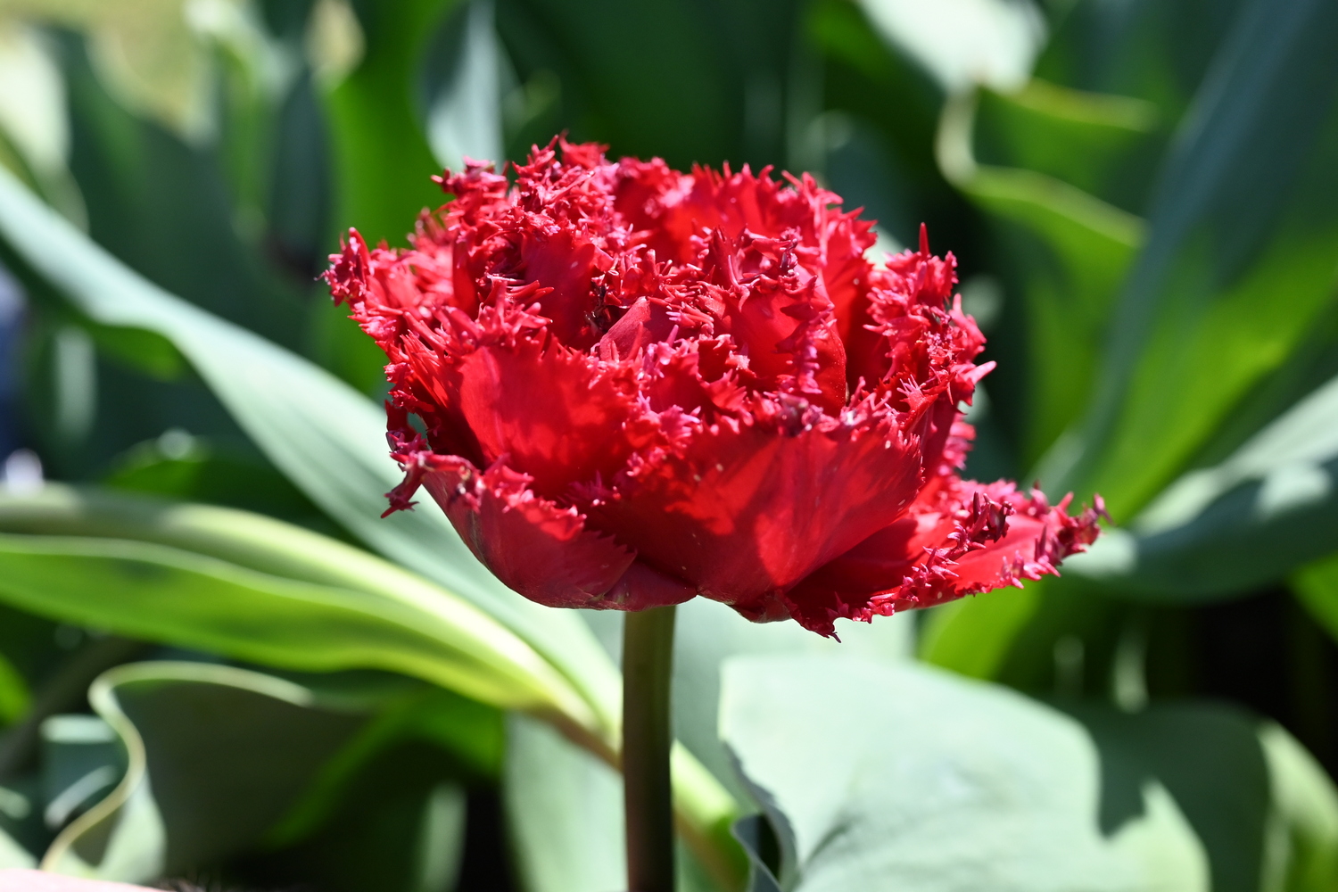226402_Qatar Nahaufnahme einer roten gefransten Tulpenblüte mit gezackten Blatträndern vor grünem Laub