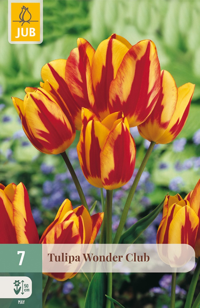Darwin-Hybrid-Tulpen Wonder Club