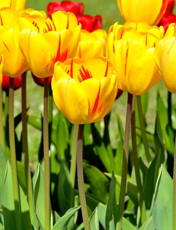 Nahaufnahme gelber Tulpen mit roten Streifen in einem sonnigen Garten, lange Stängel und grüne Blätter sichtbar