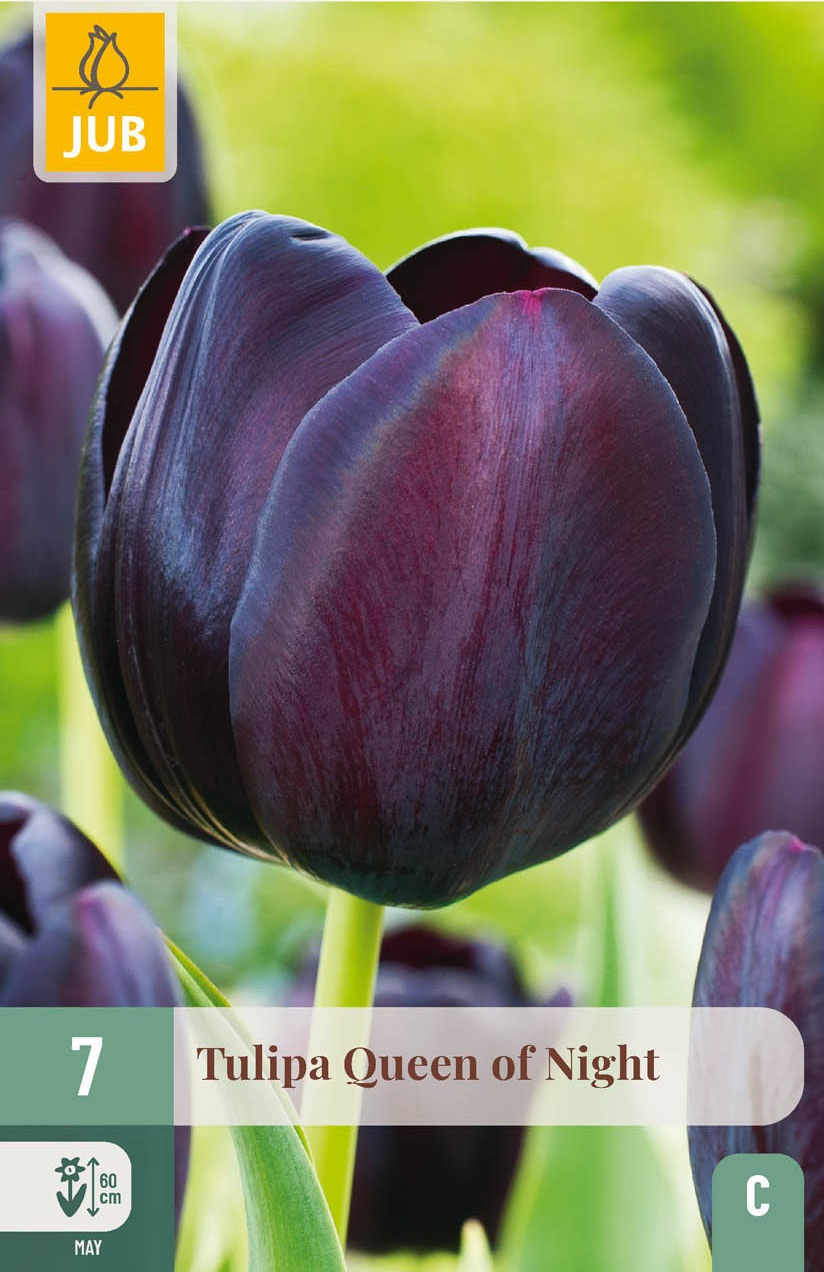 Einfache späte Tulpen Queen of Night