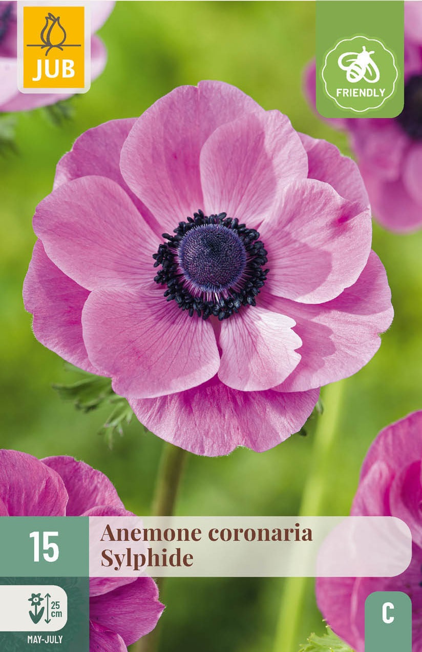 Anemonen coronaria Sylphide