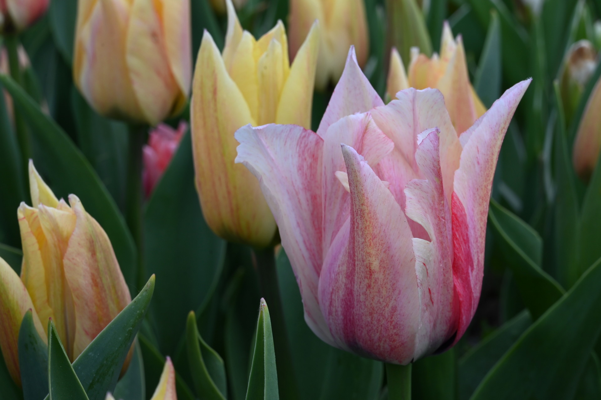 Triumph-Tulpen Karate
