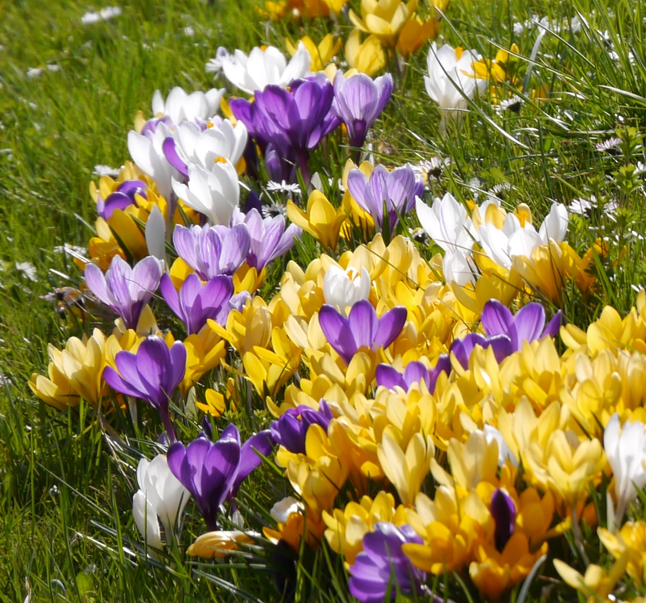 59013_Krokus Mischung_1 Gelbe, violette und weiße Krokusse in voller Blüte auf grüner Wiese
