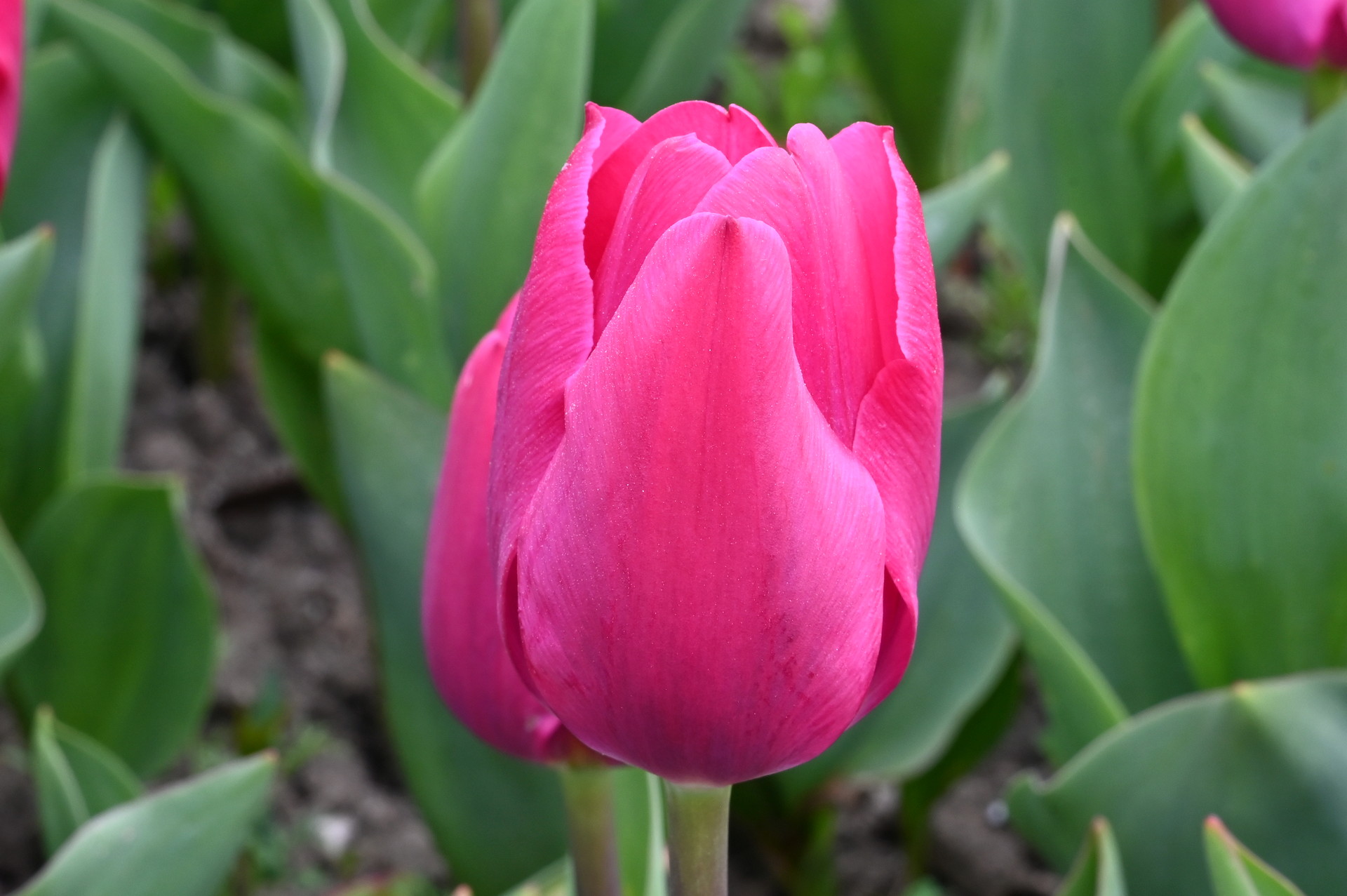 Triumph-Tulpen Pink Ardour