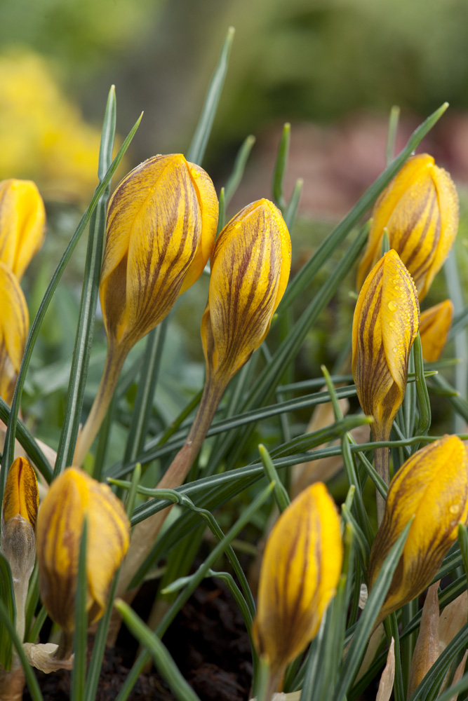 259285_Crocus chrysanthus Dorothy Mehrere gelbe Krokusknospen mit braunen Längsstreifen und Wassertropfen, umgeben von schmalen grünen Blättern, Makroaufnahme im Garten