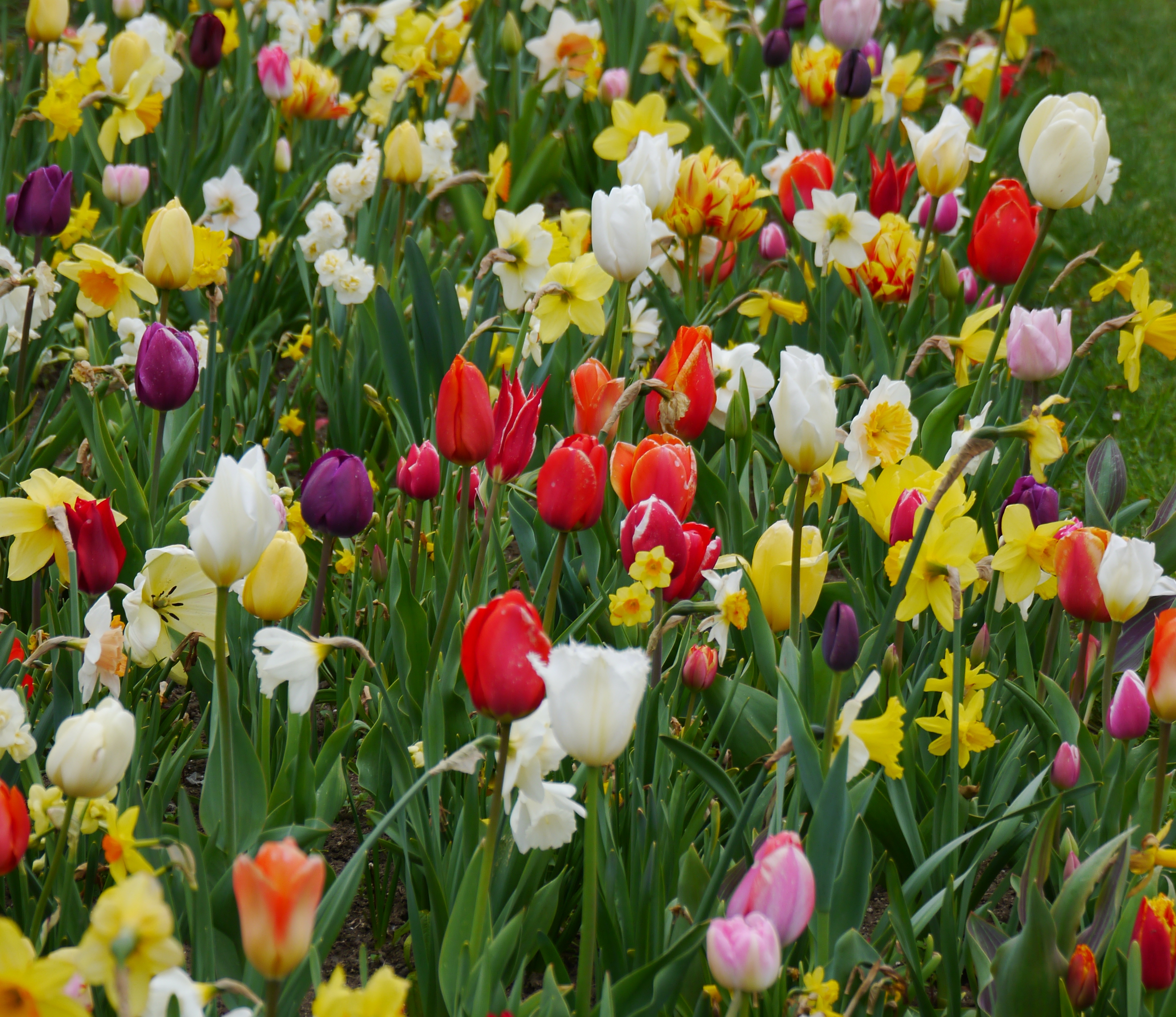 23901_Gartenschau_1 Nahaufnahme eines bunten Blumenbeets mit roten, weißen, gelben, rosa und lila Tulpen sowie gelben Narzissen vor grünem Hintergrund