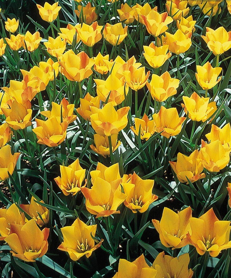 Beet mit zahlreichen leuchtend gelben Tulpen in voller Blüte, grünes Laub und frühlingshafte Stimmung