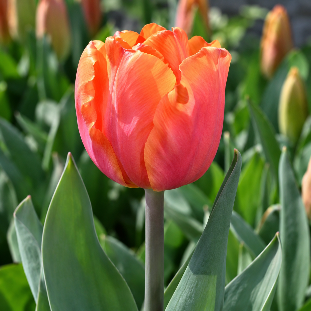 Triumph-Tulpen Astronaut Andre Kuipers