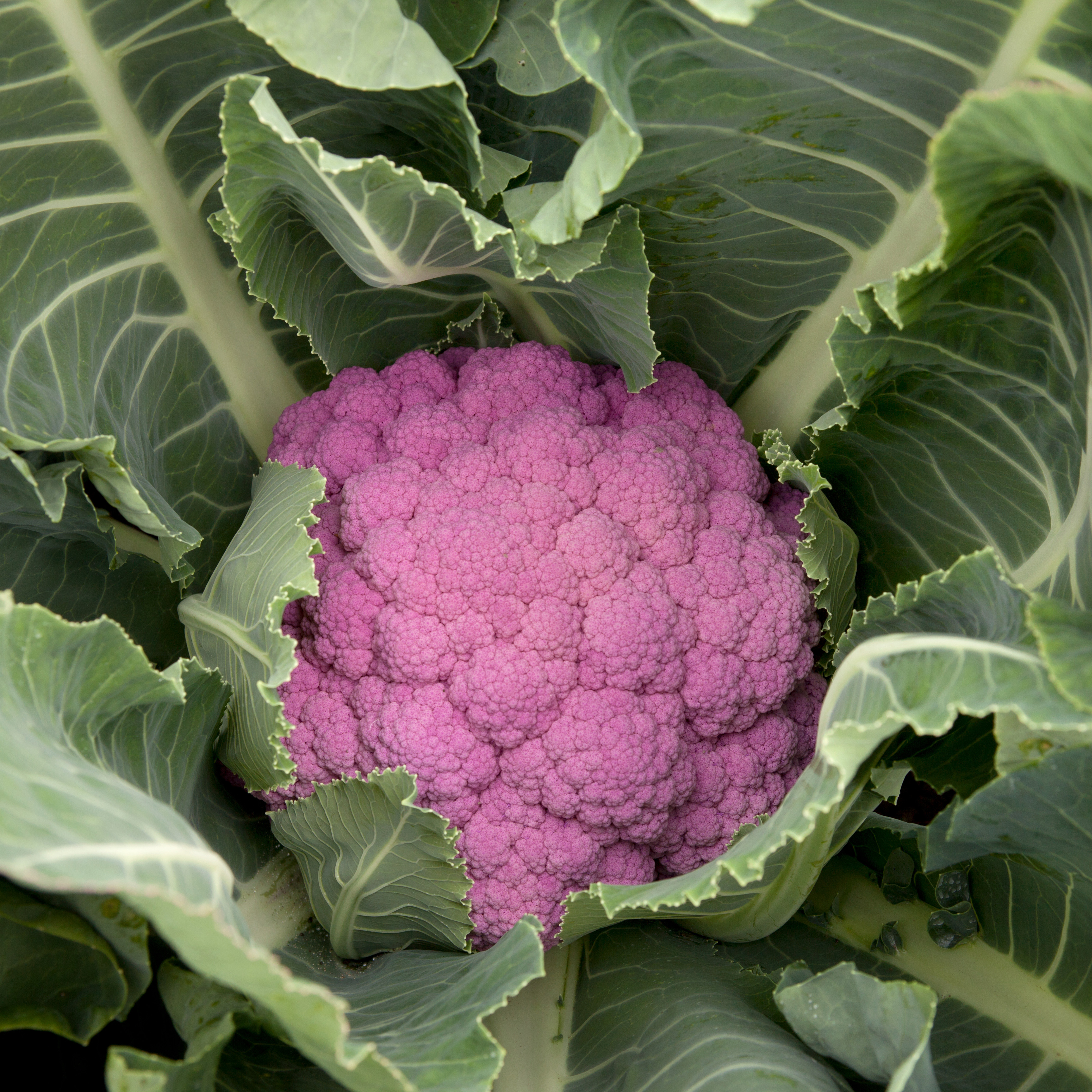 Blumenkohl Depurple F1
