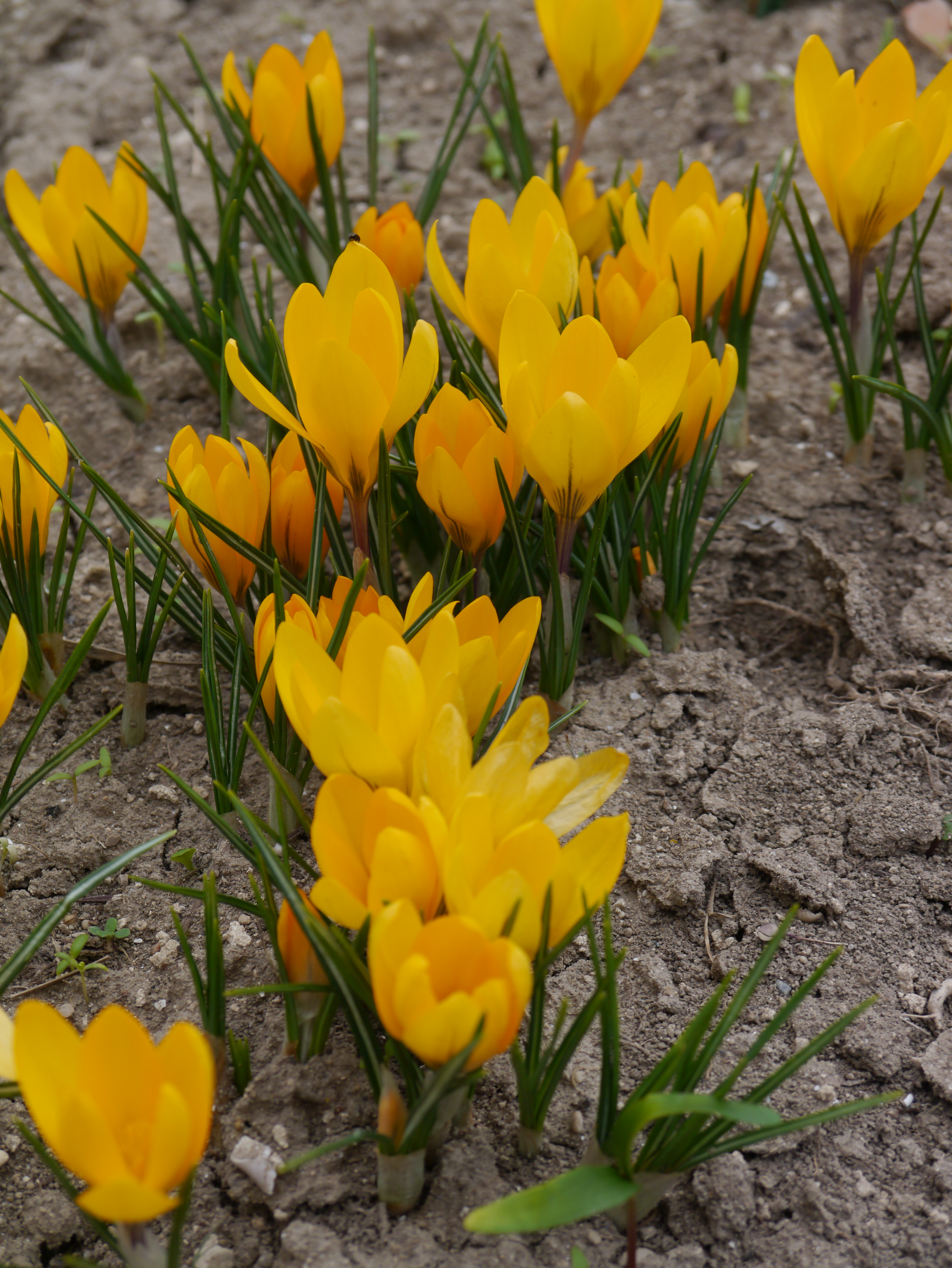 252937_Crocus flavus_2 Gelbe Krokusse (Crocus) blühend im Beet auf brauner Erde, Nahaufnahme