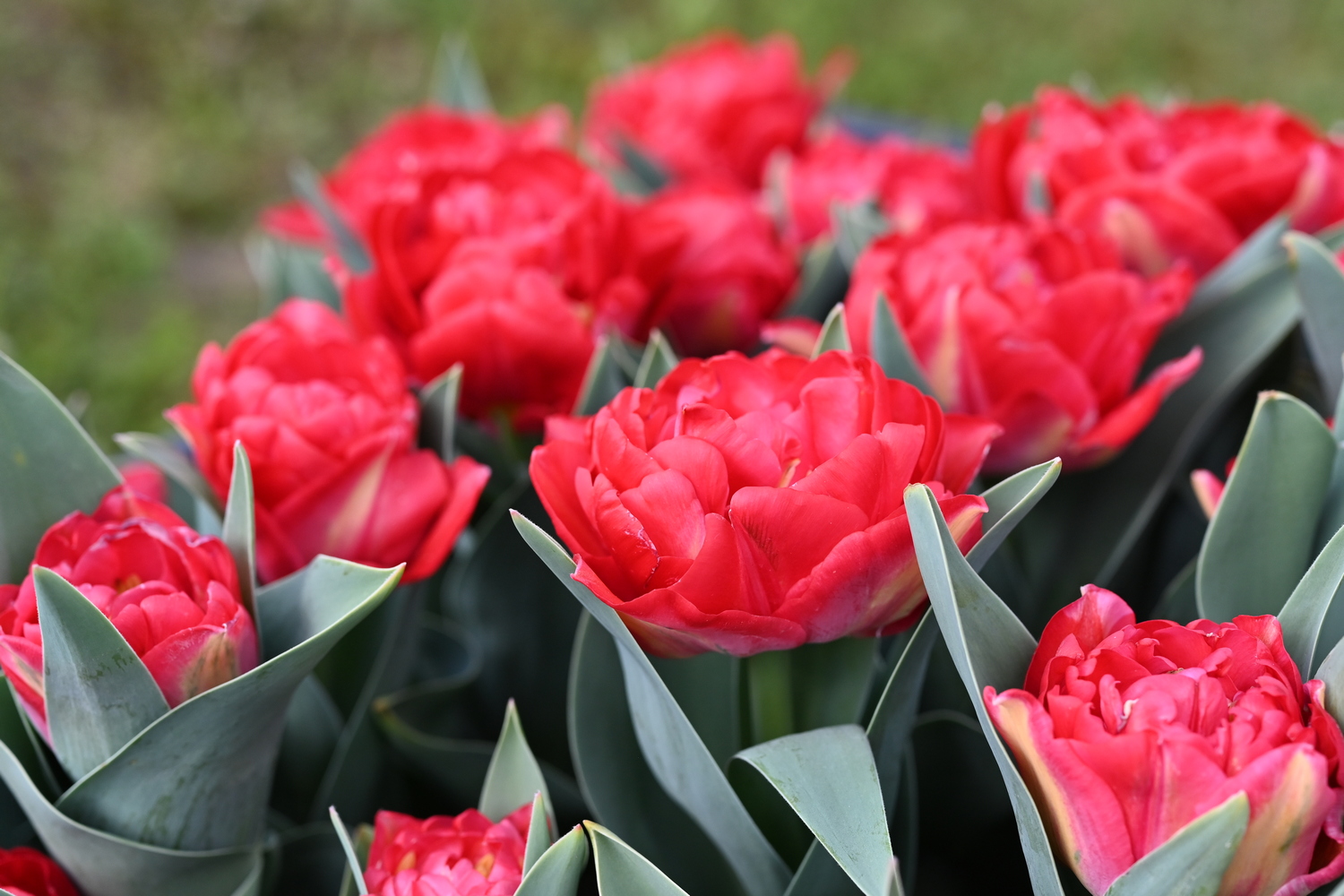 Nahaufnahme mehrerer gefüllter roter Tulpen mit graugrünen Blättern im Garten
