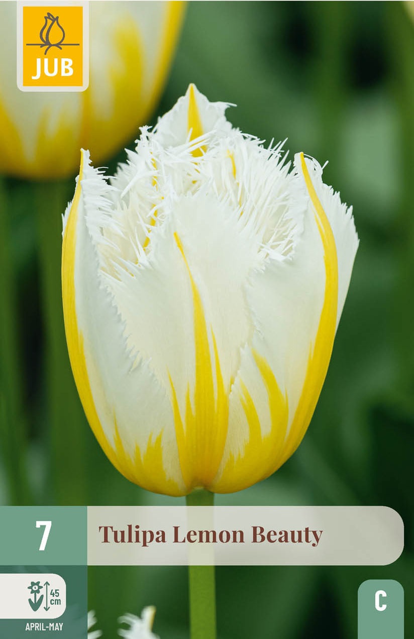 Crispa-Tulpen Lemon Beauty