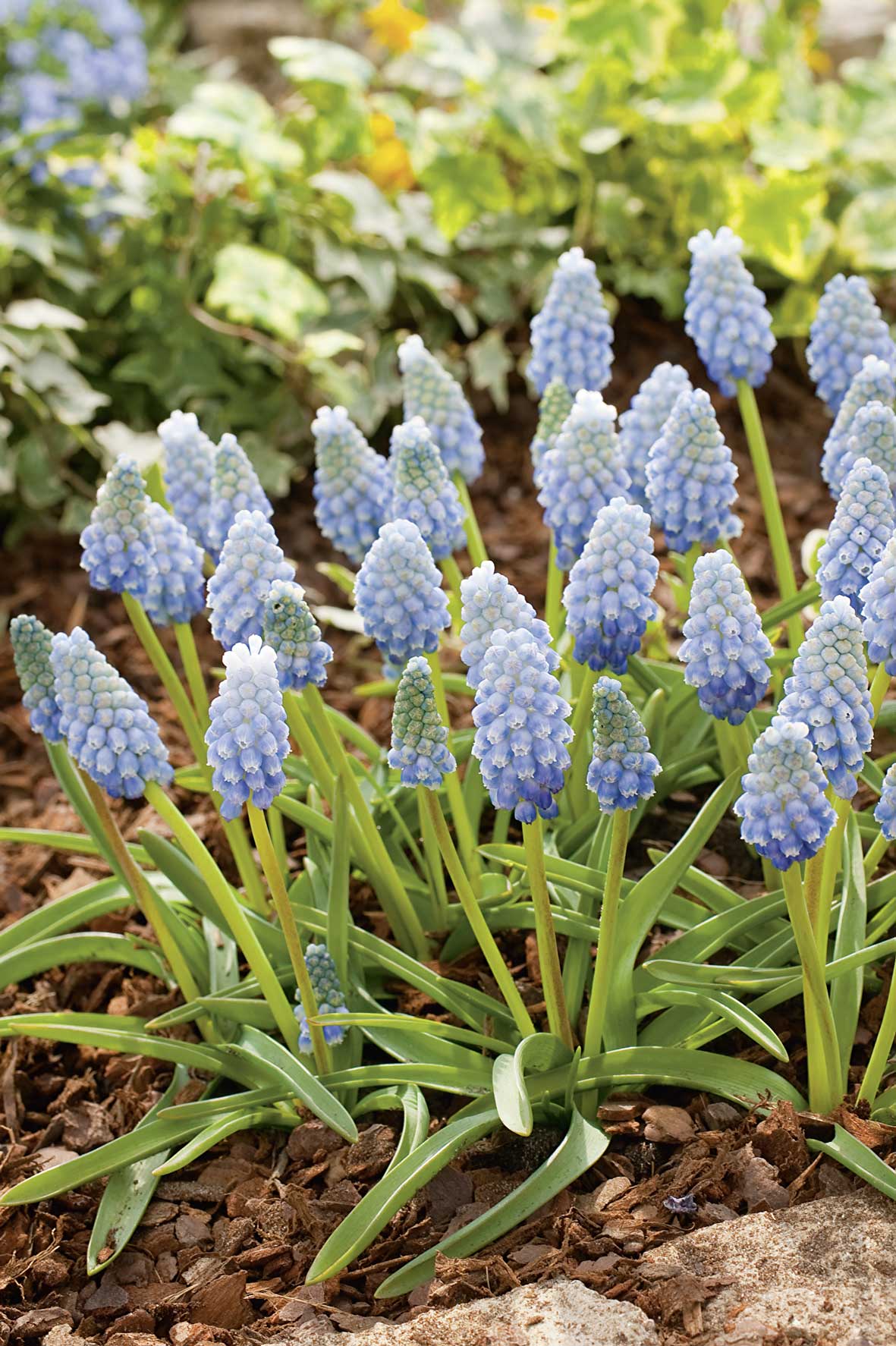 Nahaufnahme blauer Traubenhyazinthen (Muscari) mit dichten, glockenförmigen Blütenrispen und schmalen grünen Blättern, gepflanzt in Rindenmulch im Gartenbeet