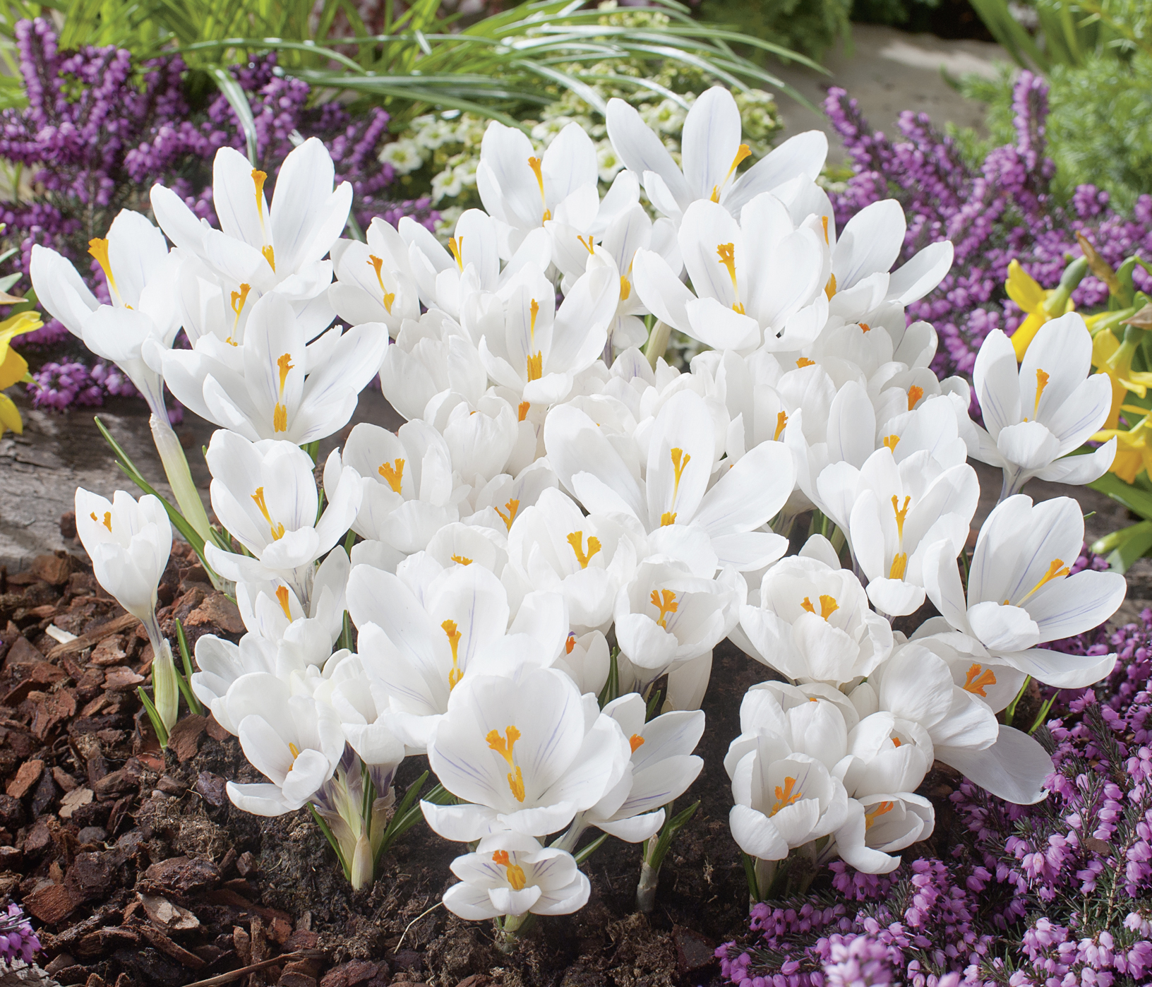 Krokusse, großblumig Jeanne d´Arc