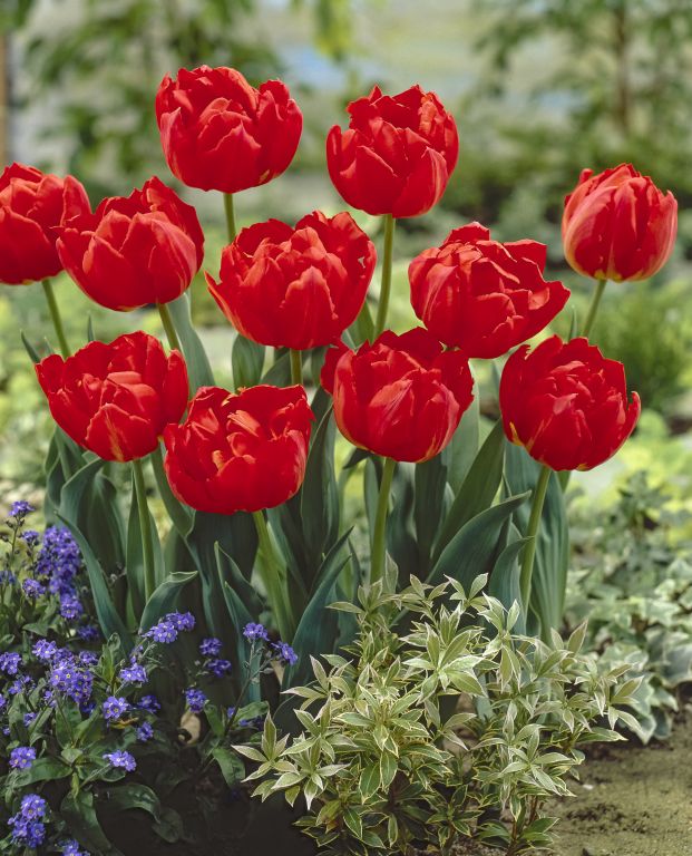 Gefüllte frühe Tulpen Largo