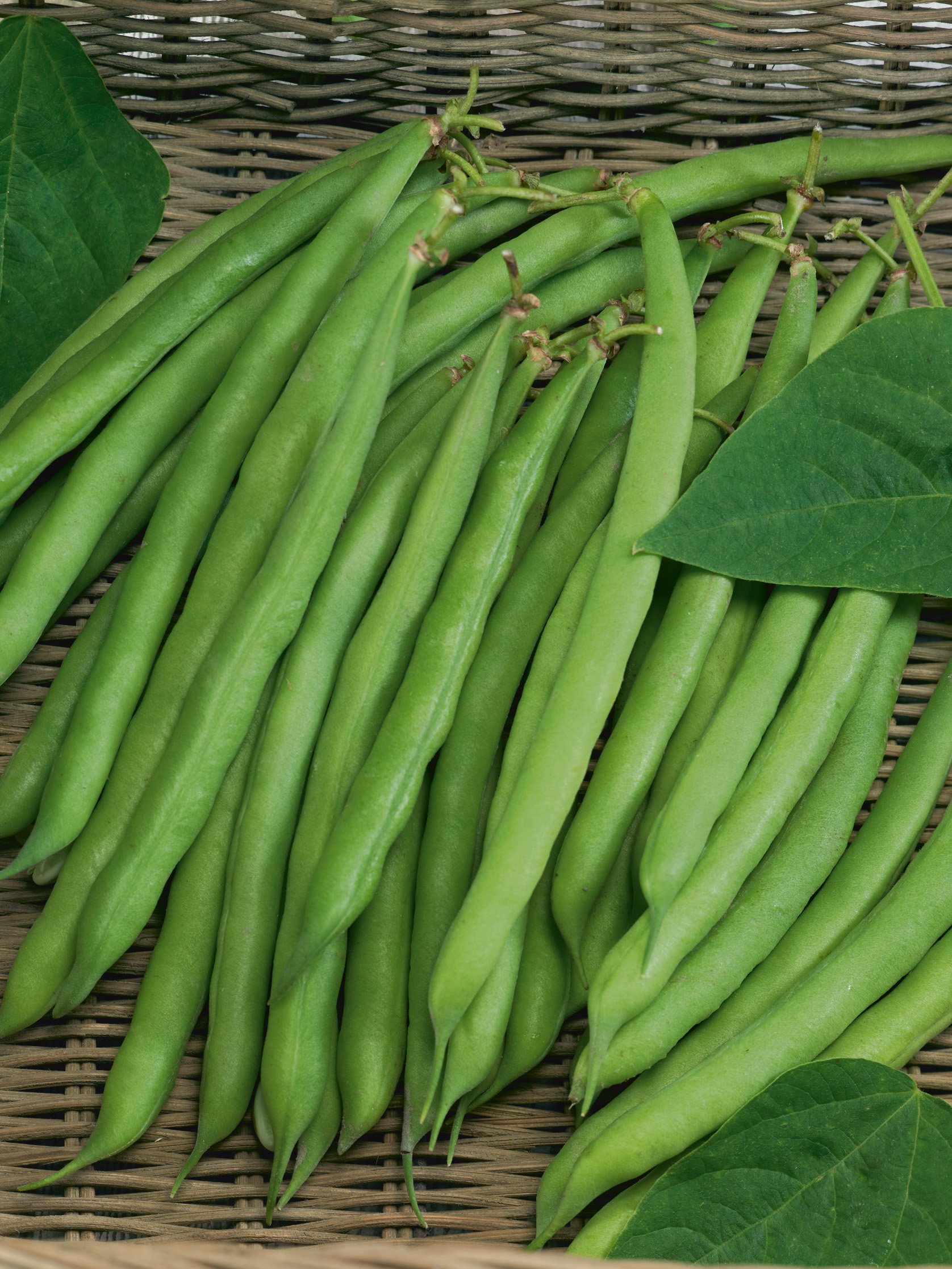 Buschbohnen (Bio) Soliman