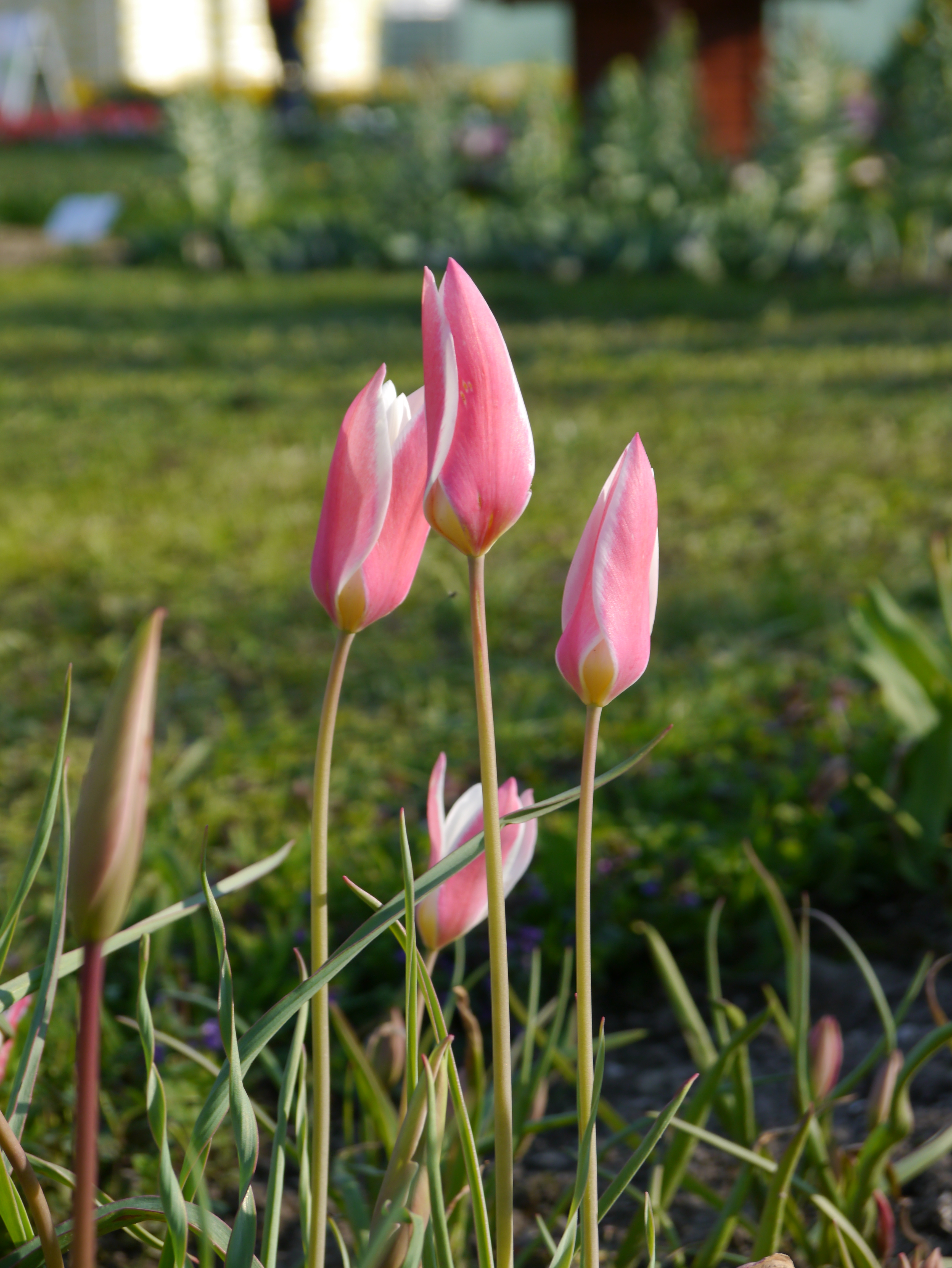 Drei zarte rosa Tulpenknospen mit weißen Innenrändern auf hohen Stielen im Garten