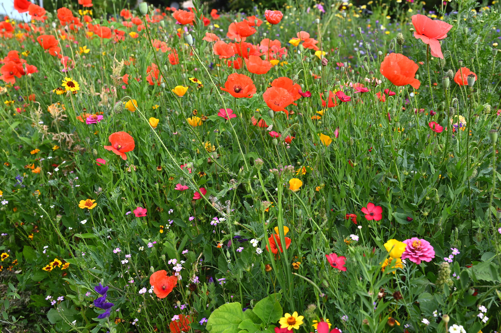 Sommerblumenmischung Südflair
