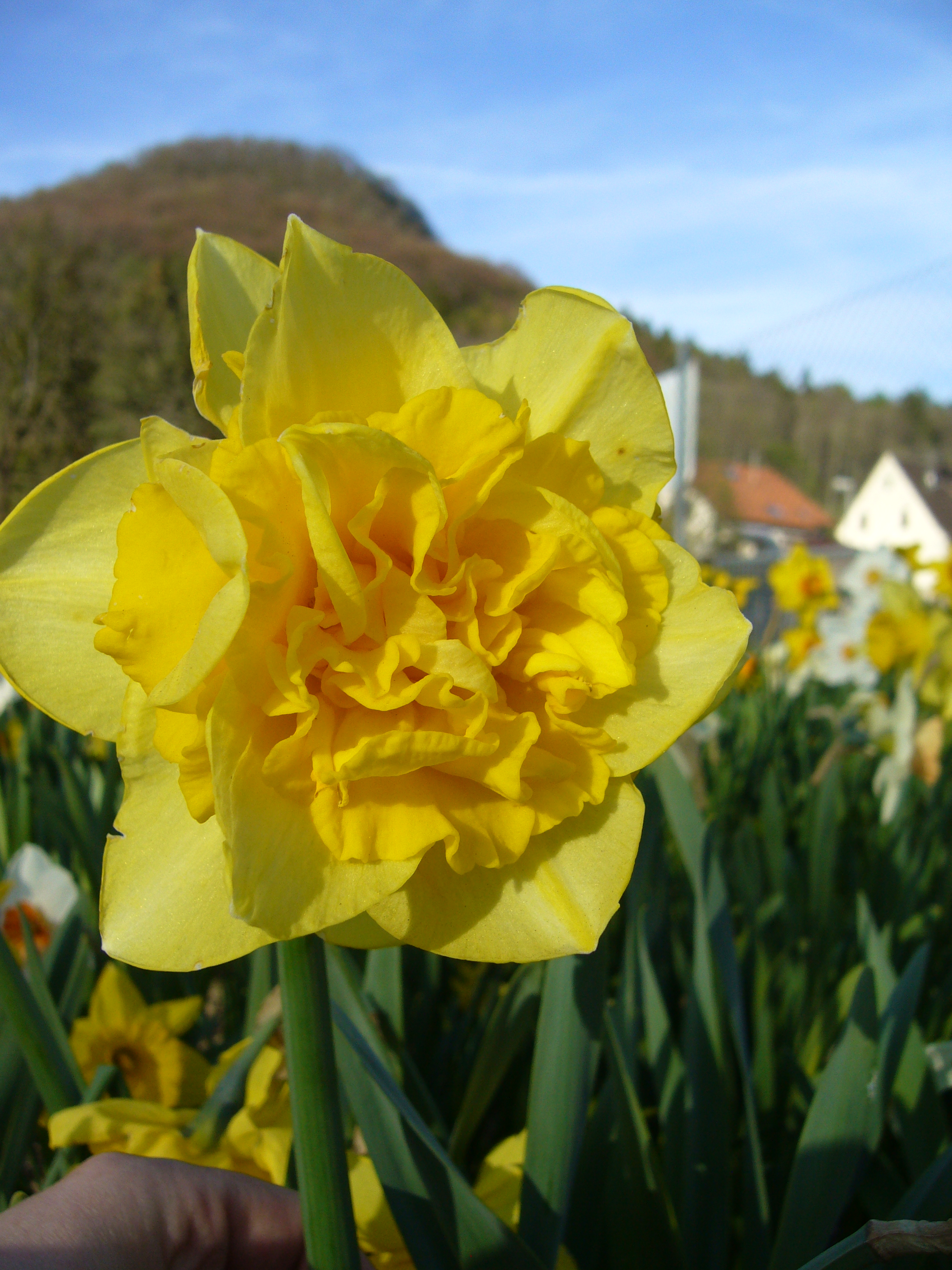 243352_Gefüllte Narzissen Dick Wilden Nahaufnahme einer gefüllten gelben Narzisse (Narcissus) in einem Blumenfeld, unscharfer Hintergrund mit Häusern und Hügeln