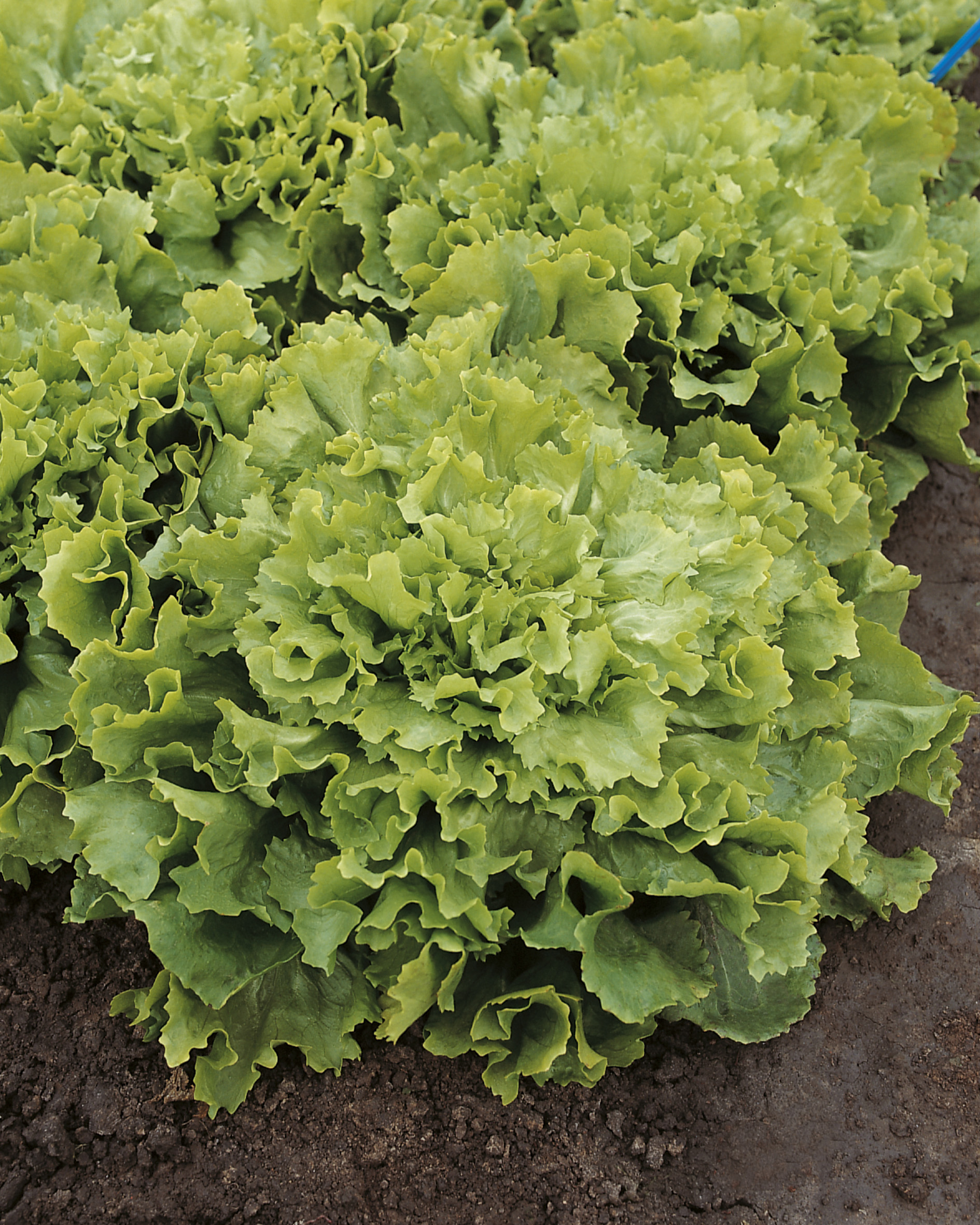 Endivien (Bio) Nuance