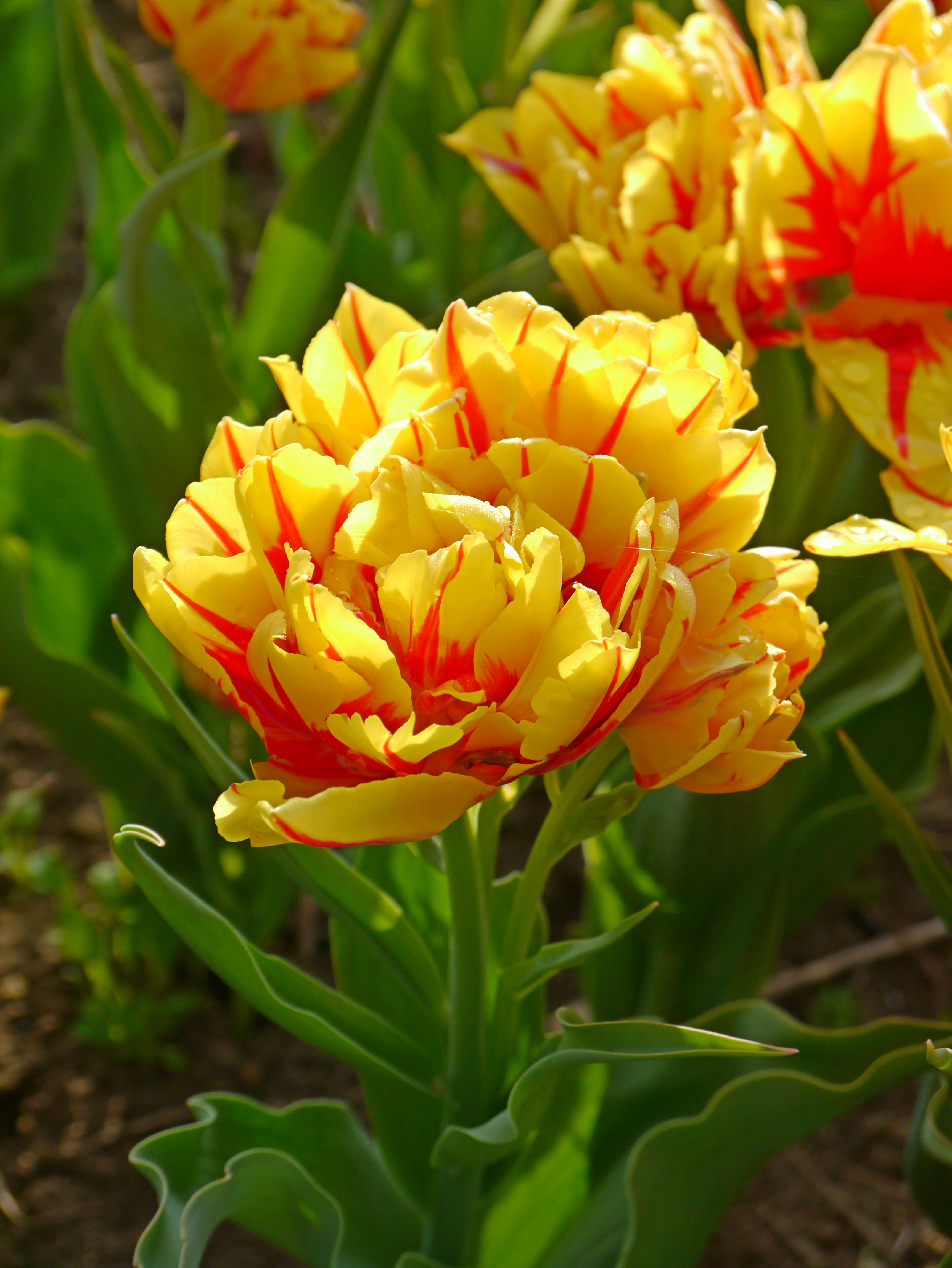 Nahaufnahme einer gefüllten gelb-roten Tulpenblüte mit roten Streifen und Tautropfen, umgeben von grünen Blättern im Garten