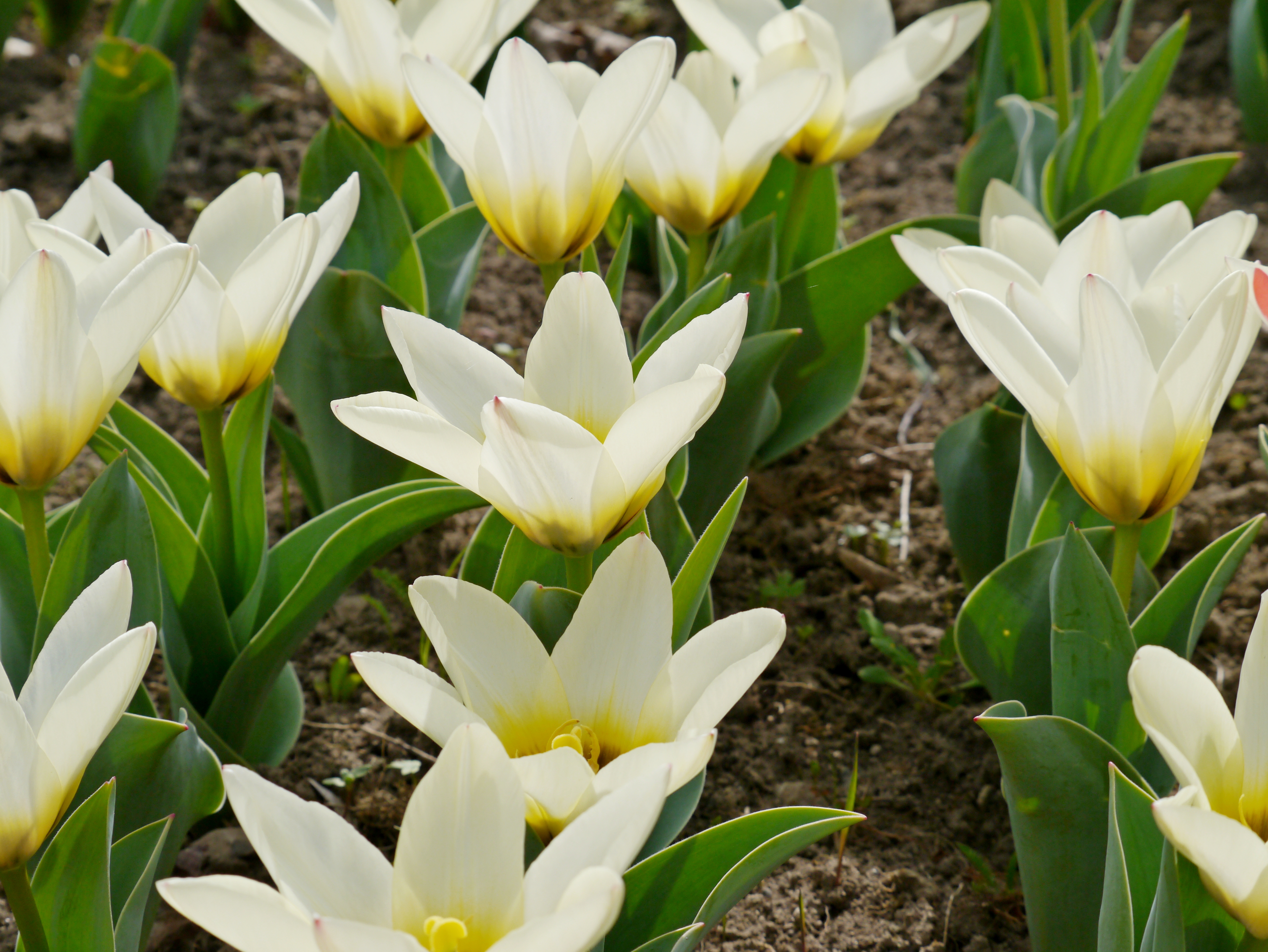 Nahaufnahme weiß-gelber Tulpen im Beet, Frühlingsblüten