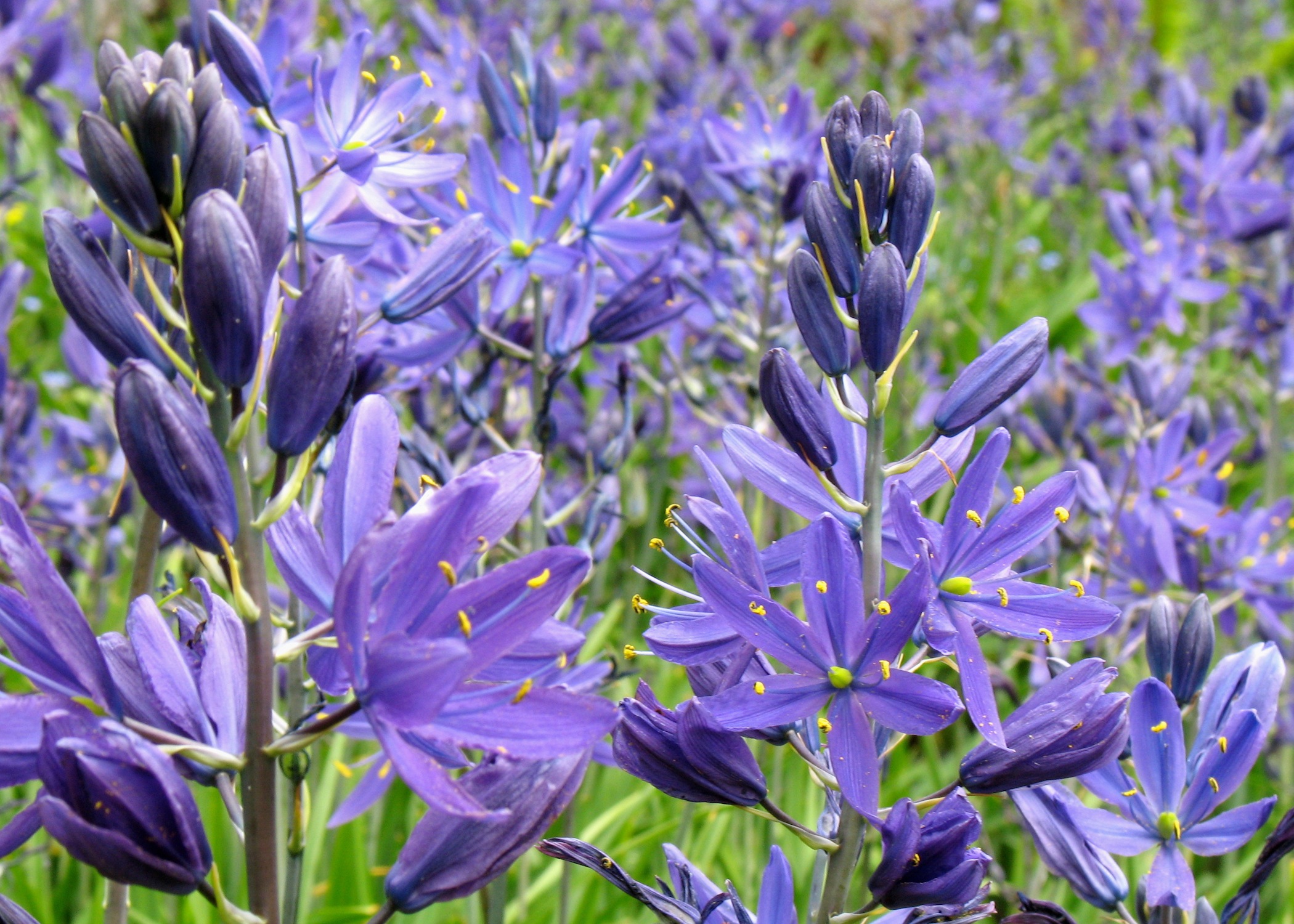 262124_Camassia quamash_1 Nahaufnahme eines Feldes mit zahlreichen lila Blüten und geschlossenen Knospen, grünen Halmen und gelben Staubbeuteln