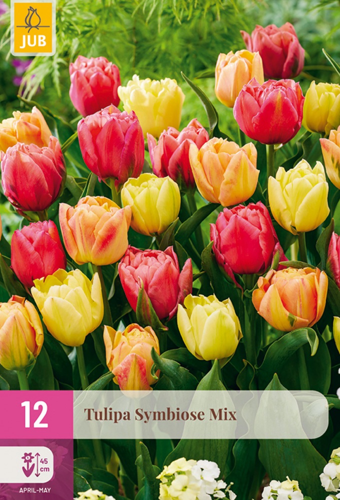 Tulpen Mischung Symbiose Mix