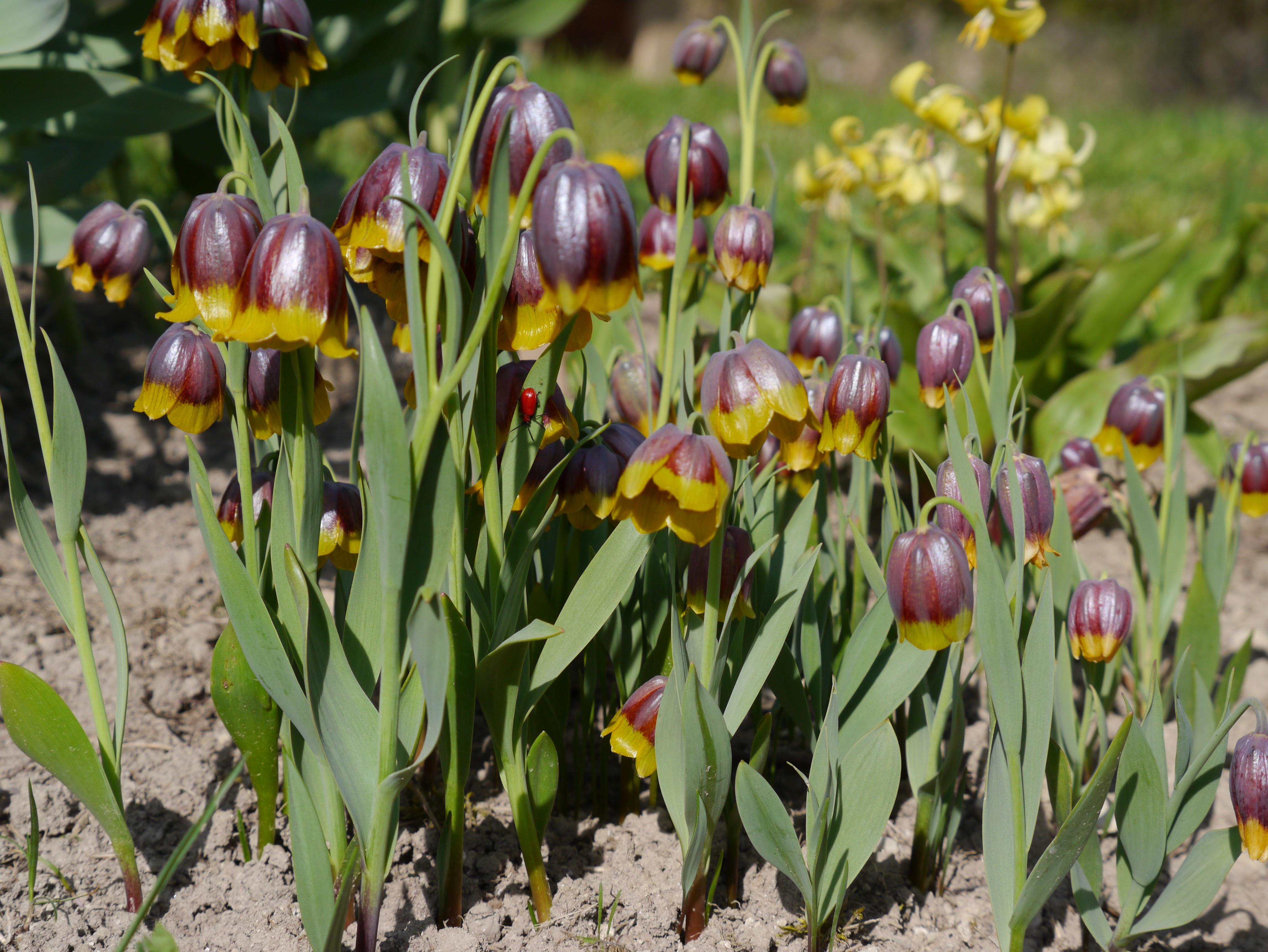 265206_Fritillaria michailovskyi_1 Nahaufnahme eines Beets mit zahlreichen Fritillaria-Blüten: glockenförmige dunkelviolette Kelche mit leuchtend gelbem Saum, schlanke grüne Blätter und sonnige Gartenumgebung