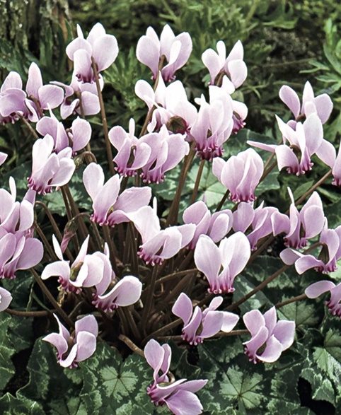 265651_Cyclamen hederifolium Nahaufnahme rosa Alpenveilchen (Cyclamen) mit zarten, nach oben gebogenen Blütenblättern und dunkelgrün-silbrig gemusterten Blättern