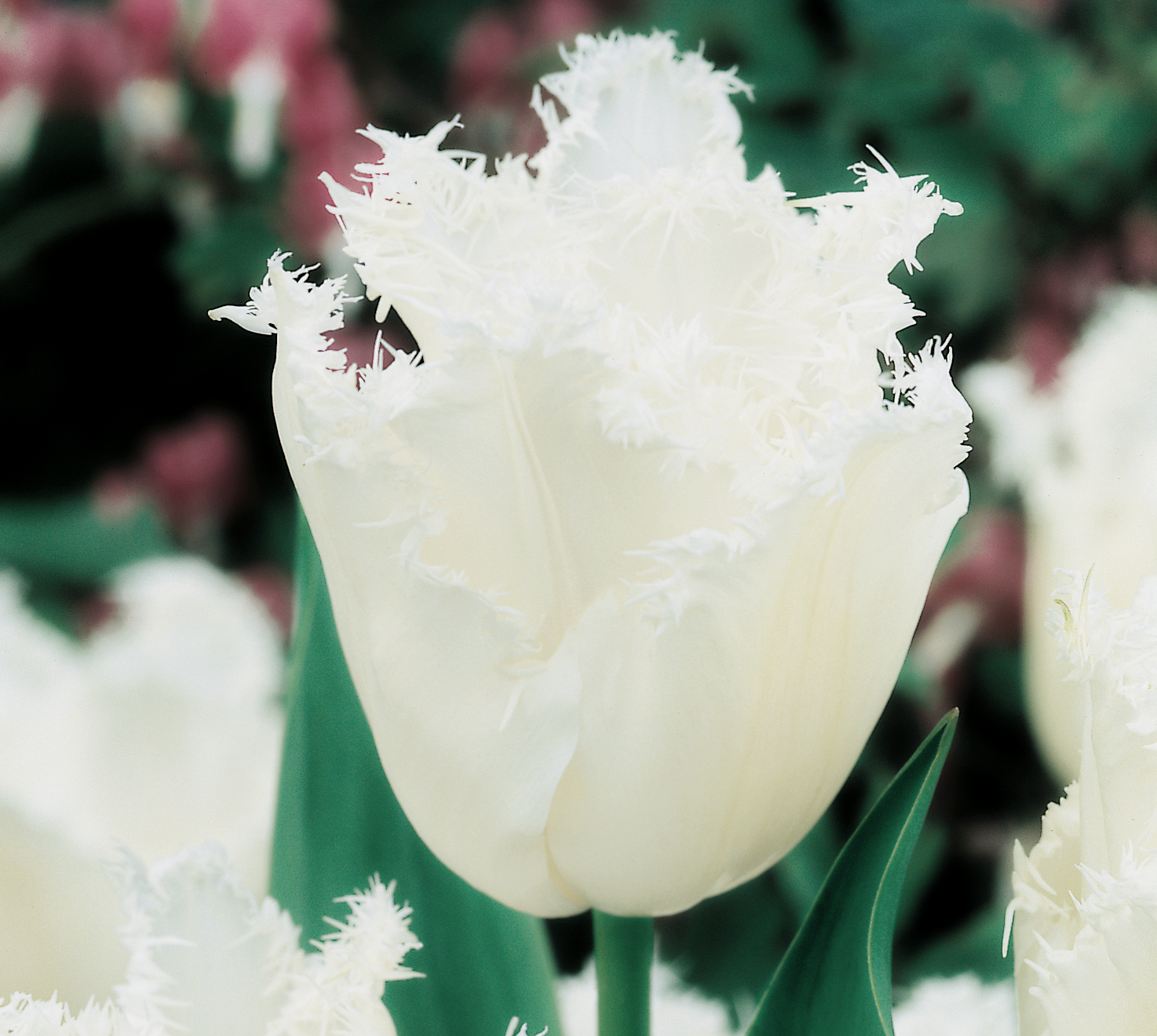 239192_Crispa-Tulpen Honeymoon FM Nahaufnahme einer weißen, gefransten Tulpenblüte mit zarten Fransen an den Blütenrändern und grünen Blättern im unscharfen Hintergrund