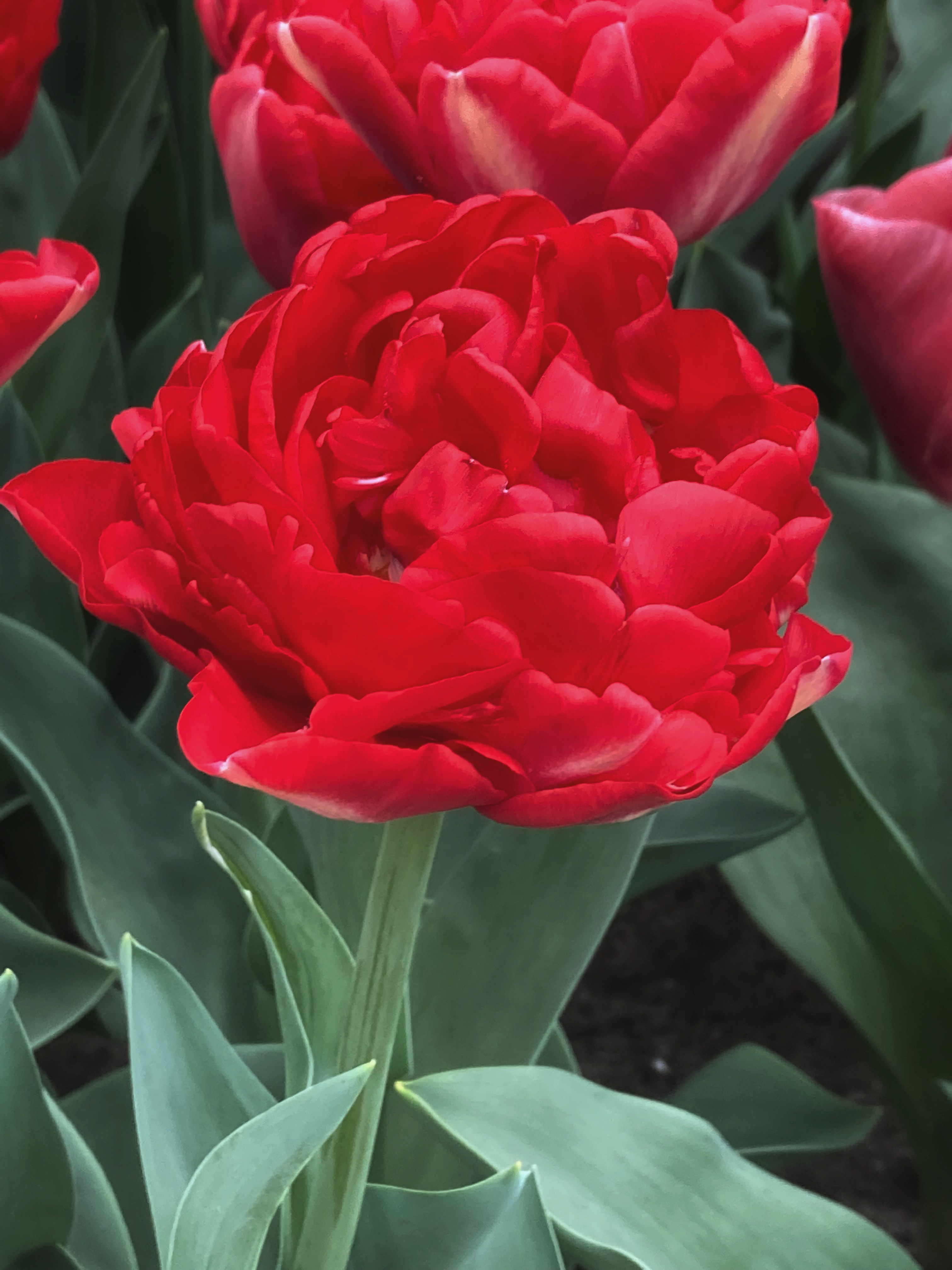 222742_Gef. frühe Tulpen Pamplona Nahaufnahme einer roten gefüllten Tulpe (Doppelblüte) mit grünen Blättern