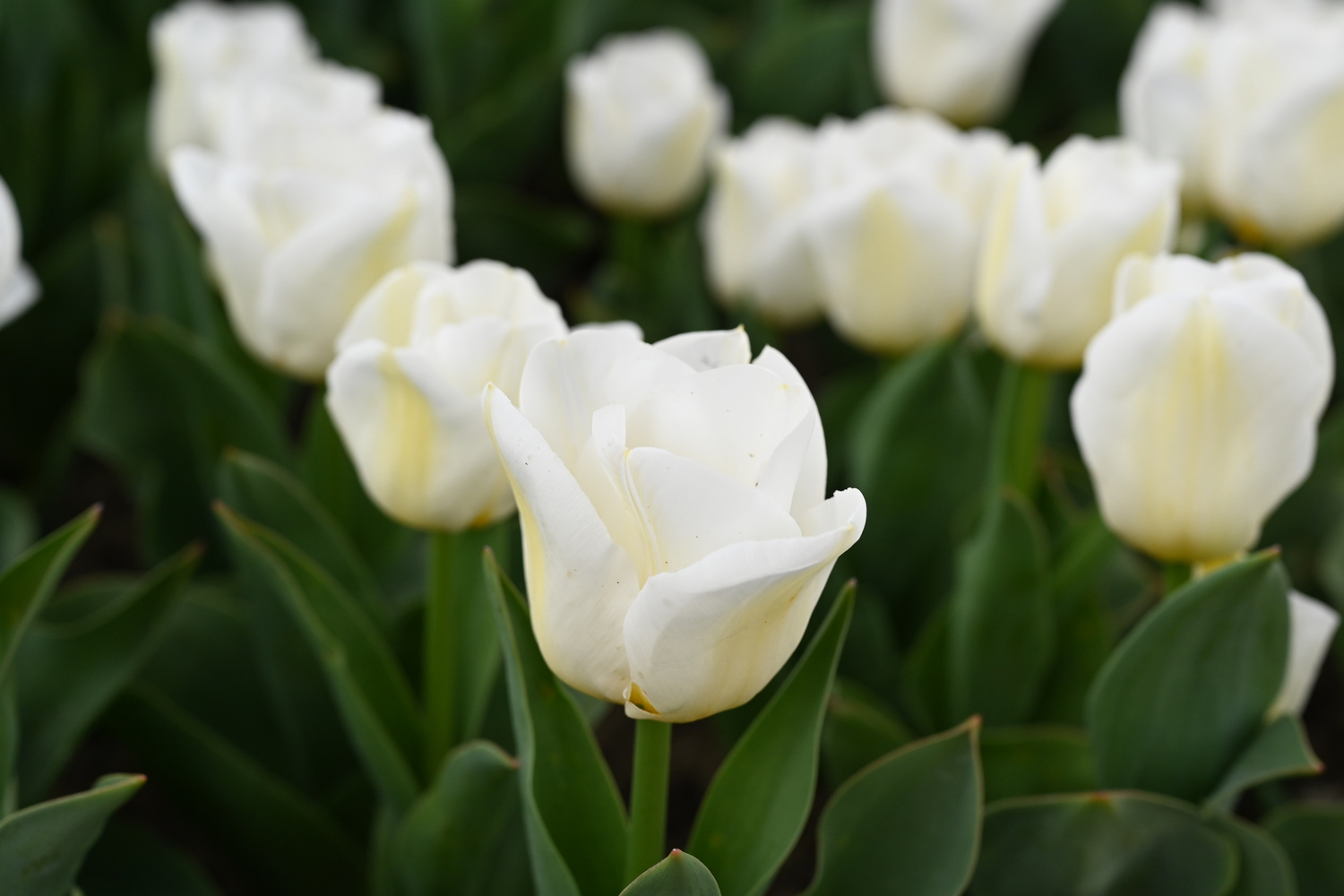 Triumph-Tulpen Calgary, Topf