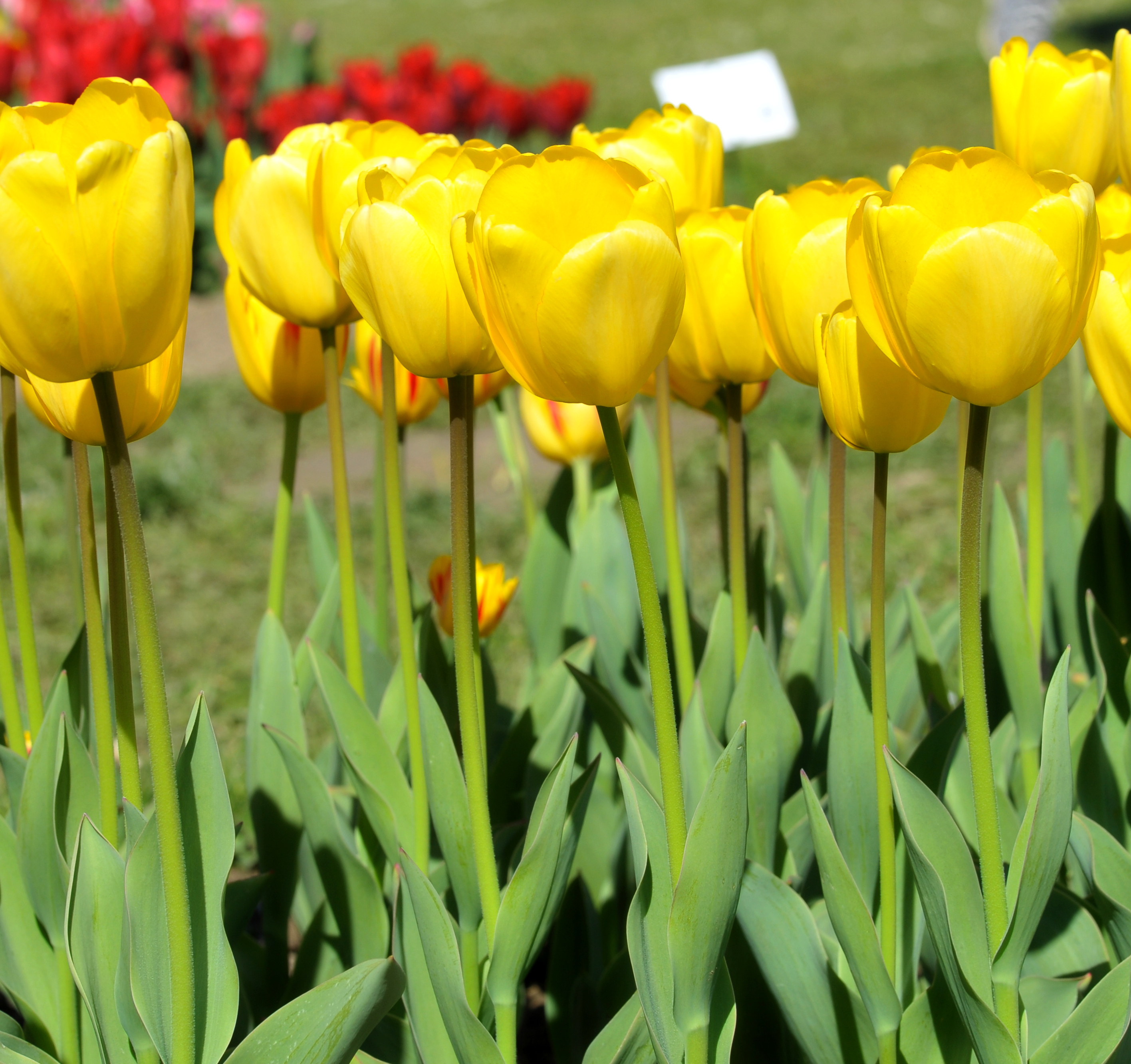 Darwin-Hybrid-Tulpen Golden Parade